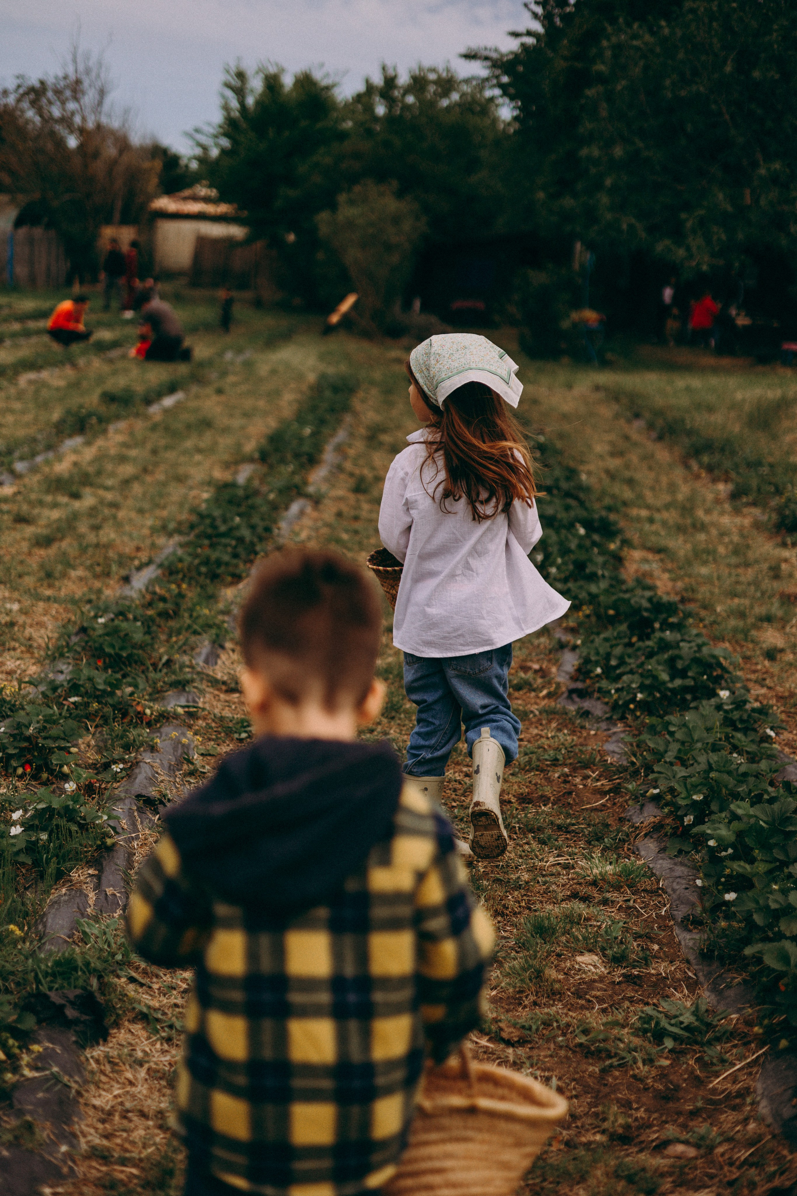 Cueilette fraise. Photographe en Côte d’Azur