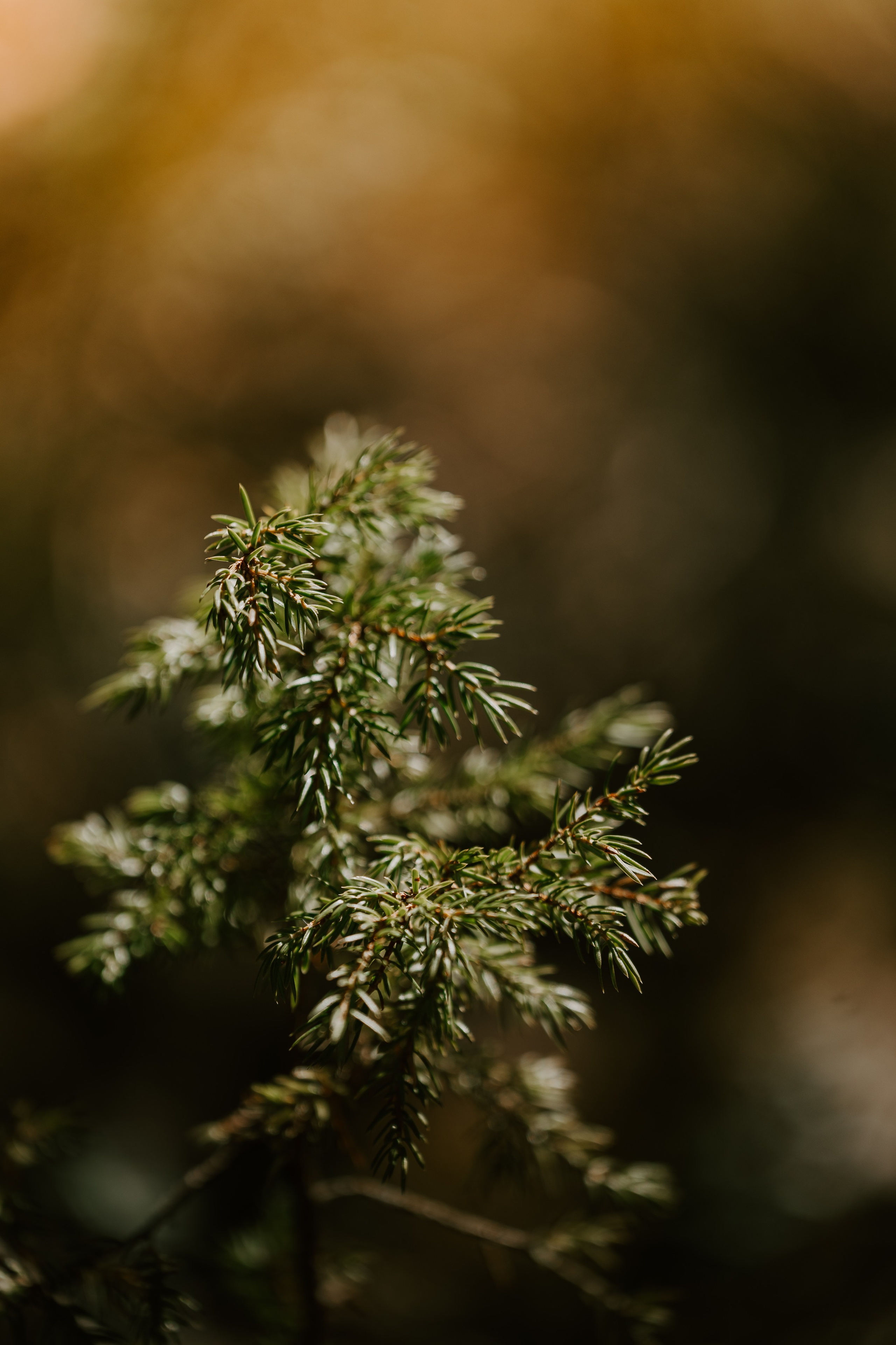 Gallery. Natasha Shakh