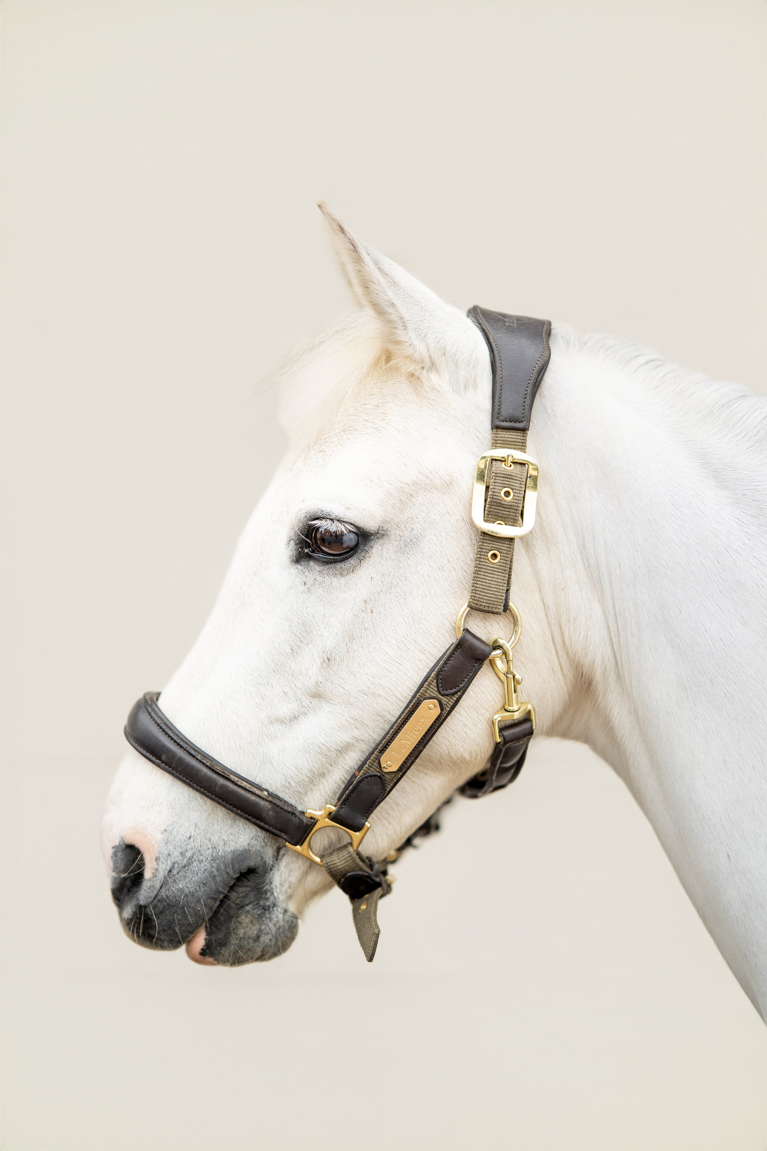 Equine Photography Portfolio | Leicestershire Horse Portrait Photographer. Leicestershire Equine Photography by El | Authentic Equine Portraits & Events