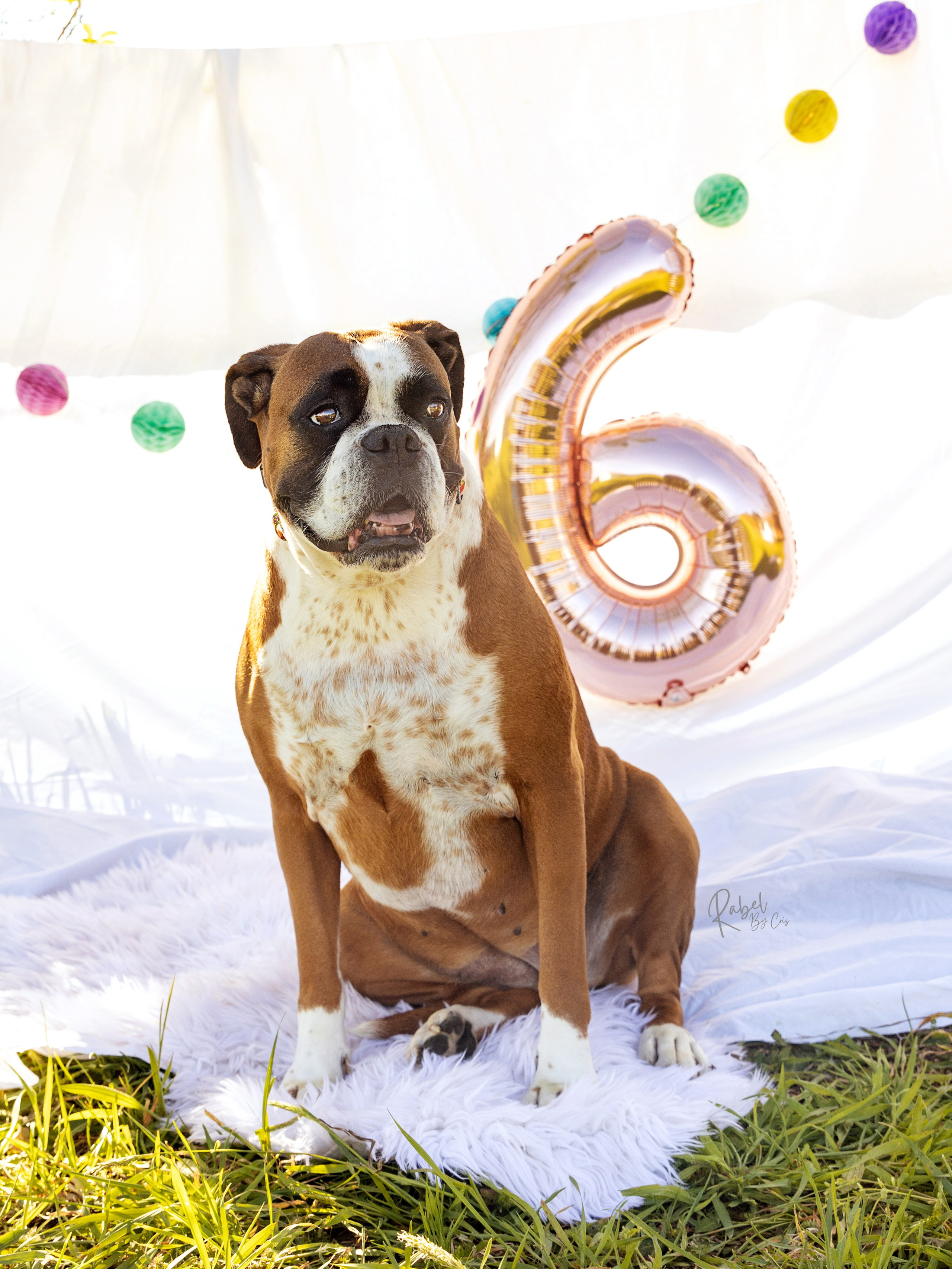 Sesiones fotográficas a mascotas. RabelByCris Fotógrafa en Coruña de Eventos, sesiones, mascotas