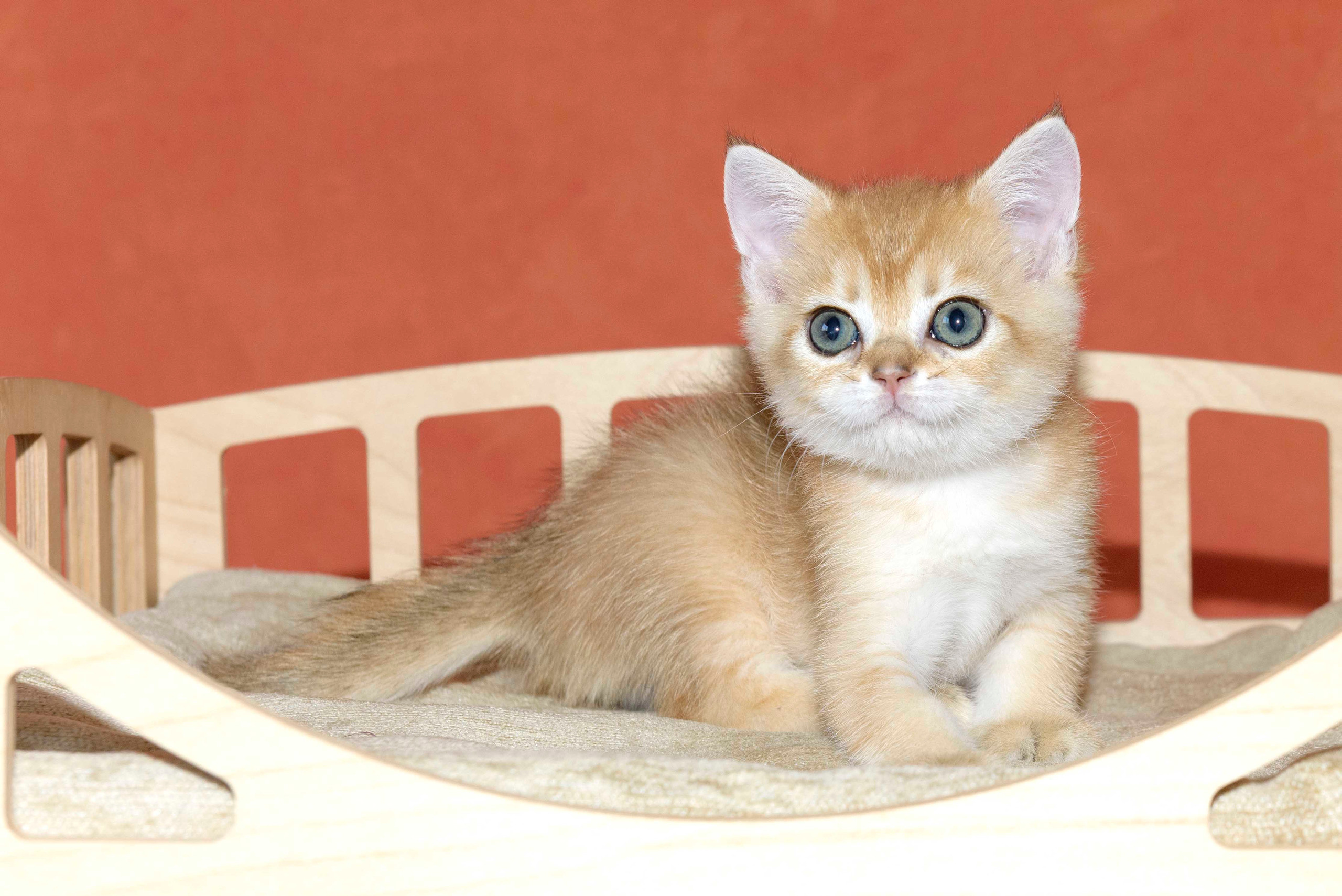 Британские золотые шиншиллы, британские кошки в Греции, питомник британских кошек на Кипре, британские котята на Кипре, купить британского котёнка на Кипре, золотая британская шиншилла на Кипре, британский котёнок на Кипре цена