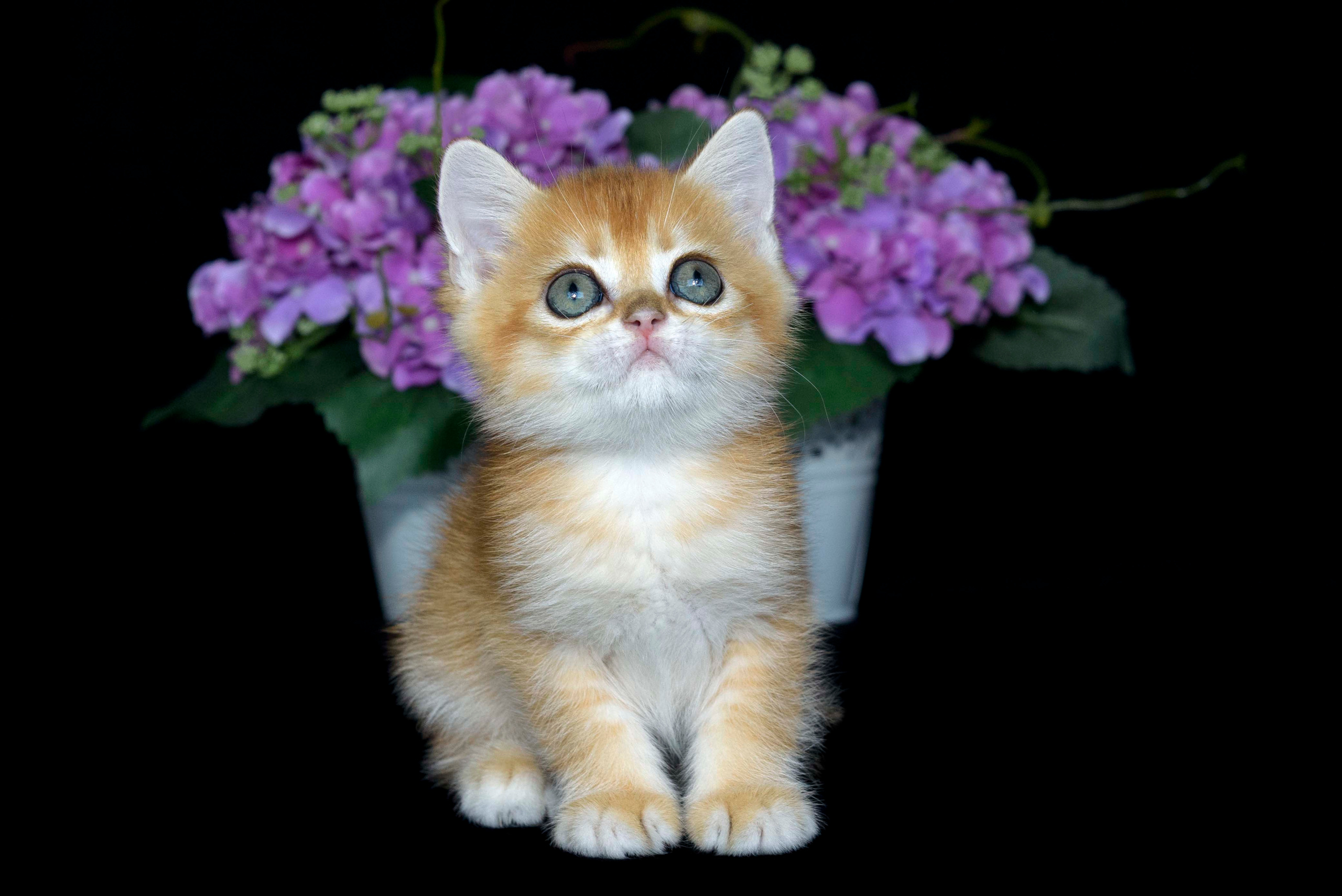 Βρετανικά γατάκια Ελλάδα, βρετανικά γατάκια Κύπρος, βρετανική γάτα Λεμεσός, βρετανική γάτα Κύπρος τιμή, εκτροφείο βρετανικής γάτας Κύπρος, εκτροφείο βρετανικής γάτας Λεμεσός, εκτροφείο βρετανικής γάτας Λάρνακα, εκτροφείο βρετανικής κοντότριχης γάτας στην Αθήνα, εκτροφείο βρετανικής κοντότριχης στην Ελλάδα, βρετανική κοντότριχη γάτα τιμή, βρετανικά γάτα με pedigree, βρετανική τσιντσιλά, χρυσή τσιντσιλά, εκτροφείο βρετανικής γάτας Θεσσαλονίκη