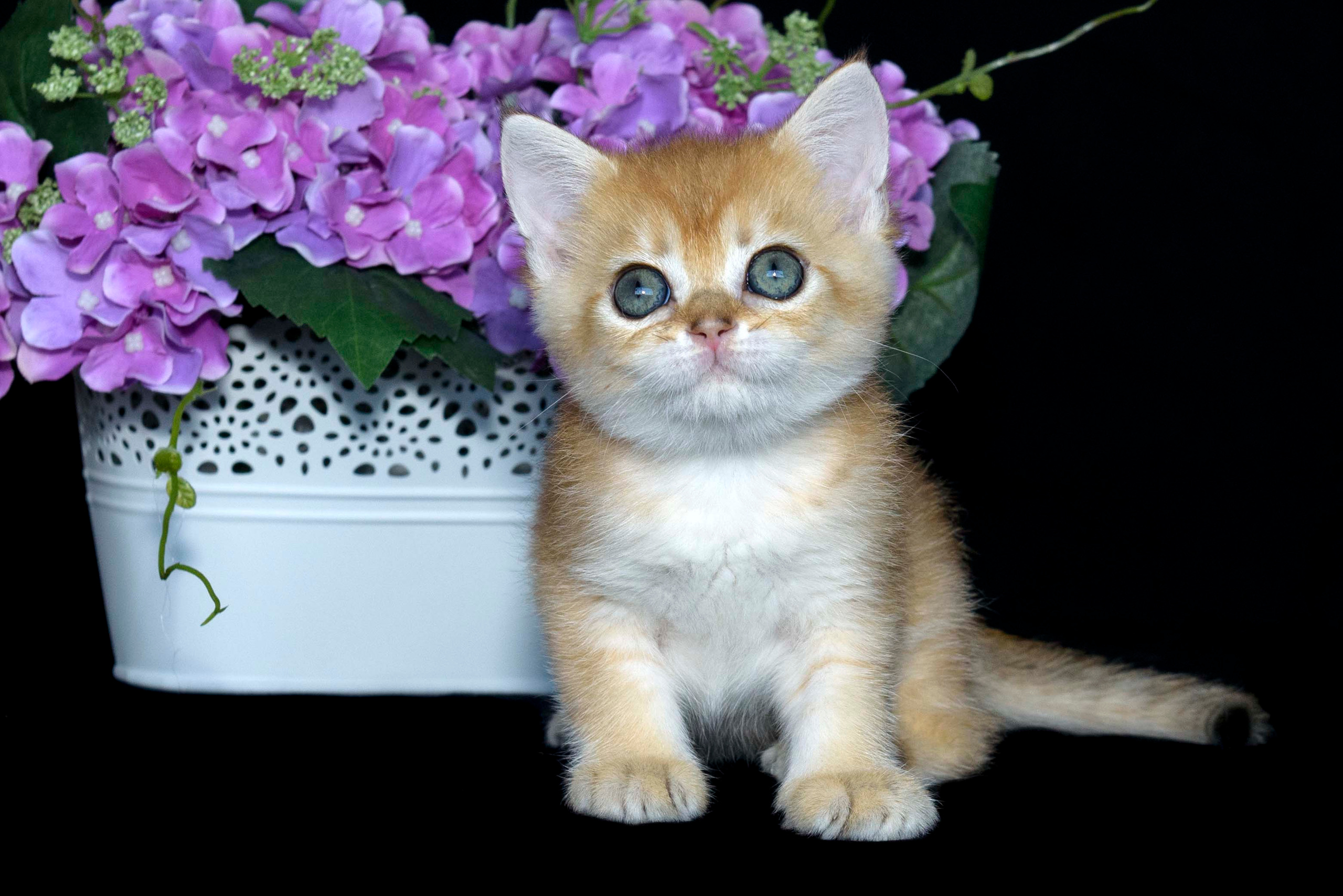 Британские золотые шиншиллы, британские кошки в Греции, питомник британских кошек на Кипре, британские котята на Кипре, купить британского котёнка на Кипре, золотая британская шиншилла на Кипре, британский котёнок на Кипре цена