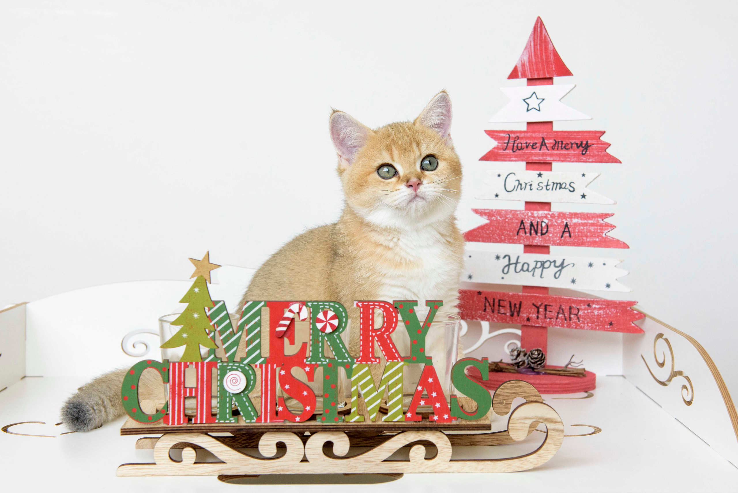 british shorthair golden, british shorthair golden cattery, british shorthair cattery greece, british golden chinchilla greece, british shorthair price, british shorthair Cyprus price, british shorthair Limassol price, cattery british shorthair Limassol, cattery british shorthair Cyprus, british shorthair kittens price, Cattery British shorthair Cyprus, cattery british shorthair Limassol, british kittens Limassol, british kittens Limassol price, cats for sale Limassol, kitten for sale Limassol, kitten for sale Cyprus, kitten for sale with pedigree limassol, cats for sale Limassol, cats for sale Larnaka, cats for sale Nicosia, kittens for sale Limassol, kittens for sale with pedigree Limassol