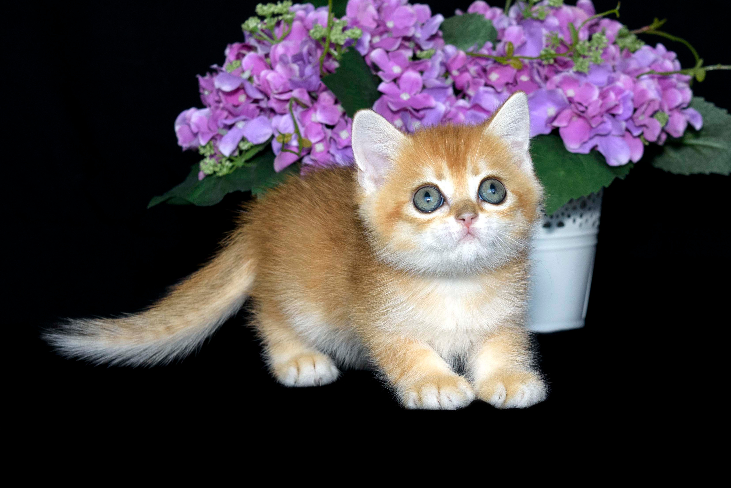 Βρετανικά γατάκια Ελλάδα, βρετανικά γατάκια Κύπρος, βρετανική γάτα Λεμεσός, βρετανική γάτα Κύπρος τιμή, εκτροφείο βρετανικής γάτας Κύπρος, εκτροφείο βρετανικής γάτας Λεμεσός, εκτροφείο βρετανικής γάτας Λάρνακα, εκτροφείο βρετανικής κοντότριχης γάτας στην Αθήνα, εκτροφείο βρετανικής κοντότριχης στην Ελλάδα, βρετανική κοντότριχη γάτα τιμή, βρετανικά γάτα με pedigree, βρετανική τσιντσιλά, χρυσή τσιντσιλά, εκτροφείο βρετανικής γάτας Θεσσαλονίκη