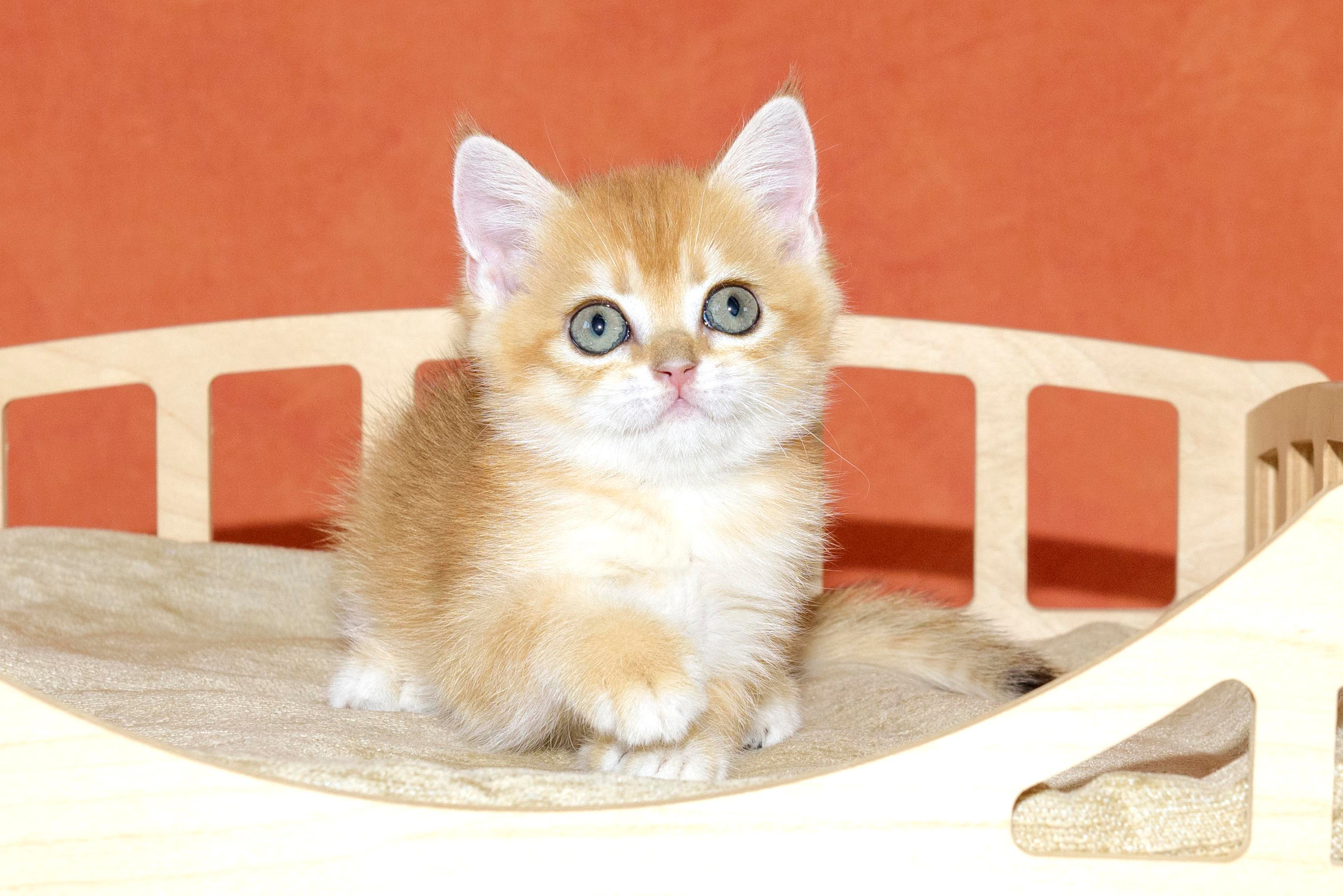 Βρετανικά γατάκια Ελλάδα, βρετανικά γατάκια Κύπρος, βρετανική γάτα Λεμεσός, βρετανική γάτα Κύπρος τιμή, εκτροφείο βρετανικής γάτας Κύπρος, εκτροφείο βρετανικής γάτας Λεμεσός, εκτροφείο βρετανικής γάτας Λάρνακα, εκτροφείο βρετανικής κοντότριχης γάτας στην Αθήνα, εκτροφείο βρετανικής κοντότριχης στην Ελλάδα, βρετανική κοντότριχη γάτα τιμή, βρετανικά γάτα με pedigree, βρετανική τσιντσιλά, χρυσή τσιντσιλά, εκτροφείο βρετανικής γάτας Θεσσαλονίκη