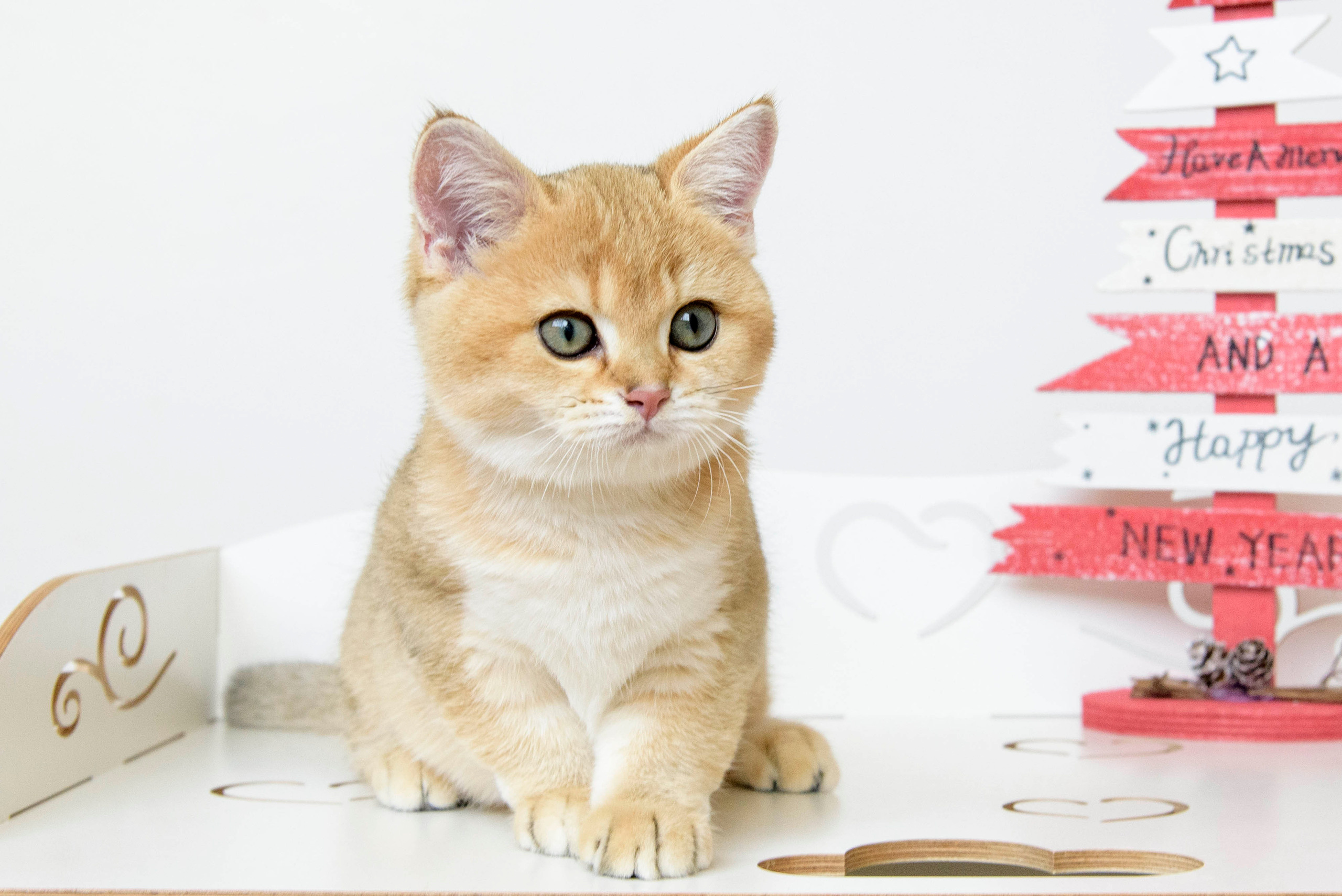 british shorthair golden, british shorthair golden cattery, british shorthair cattery greece, british golden chinchilla greece, british shorthair price, british shorthair Cyprus price, british shorthair Limassol price, cattery british shorthair Limassol, cattery british shorthair Cyprus, british shorthair kittens price, Cattery British shorthair Cyprus, cattery british shorthair Limassol, british kittens Limassol, british kittens Limassol price, cats for sale Limassol, kitten for sale Limassol, kitten for sale Cyprus, kitten for sale with pedigree limassol, cats for sale Limassol, cats for sale Larnaka, cats for sale Nicosia, kittens for sale Limassol, kittens for sale with pedigree Limassol