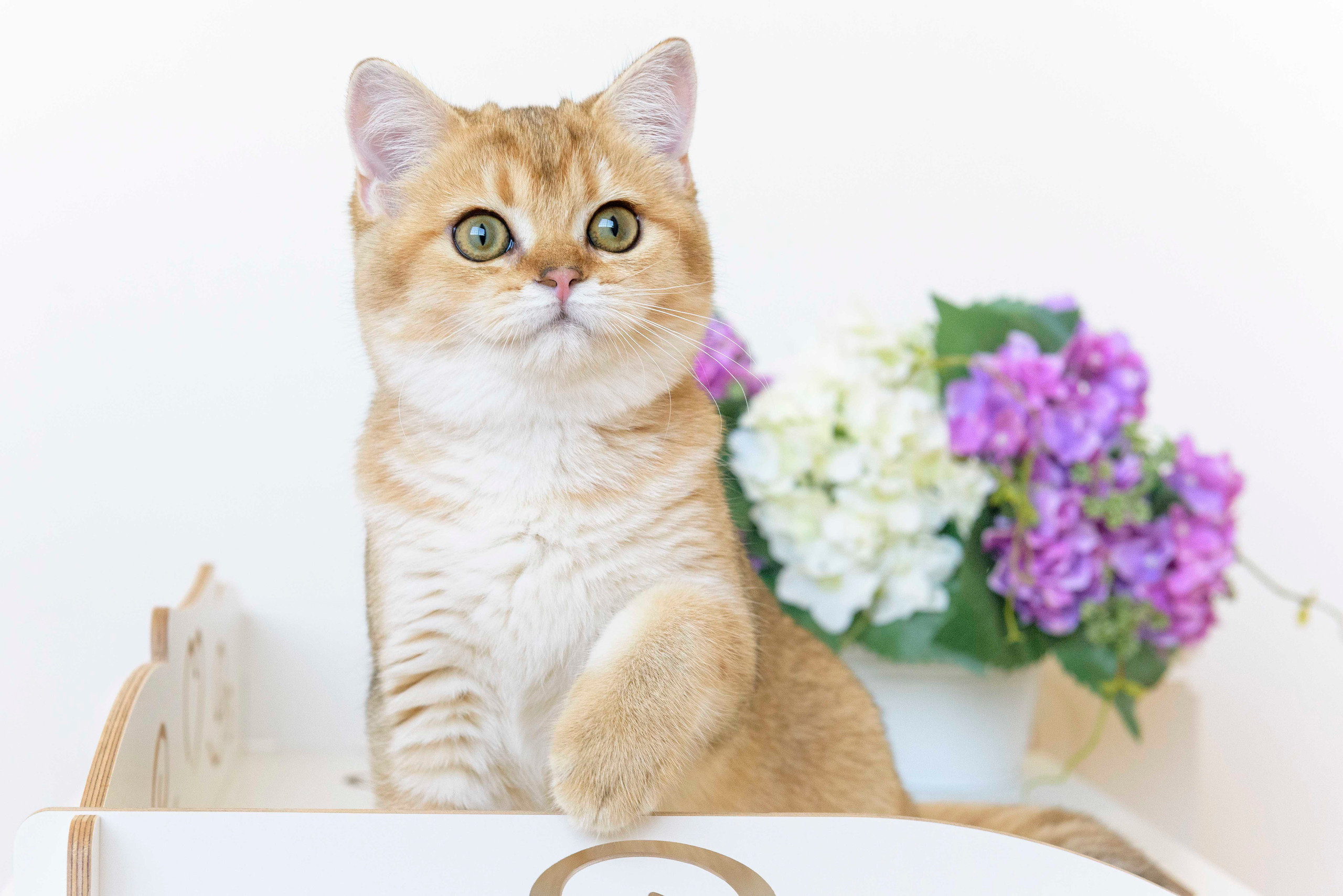 питомник британских кошек, питомник британских кошек в Греции, питомник британских кошек в Москве, золотая британская шиншилла, золотые британцы, золотая шиншилла, британская шиншилла цена, британская шиншилла купить, питомник золотых британских кошек в Новороссийске