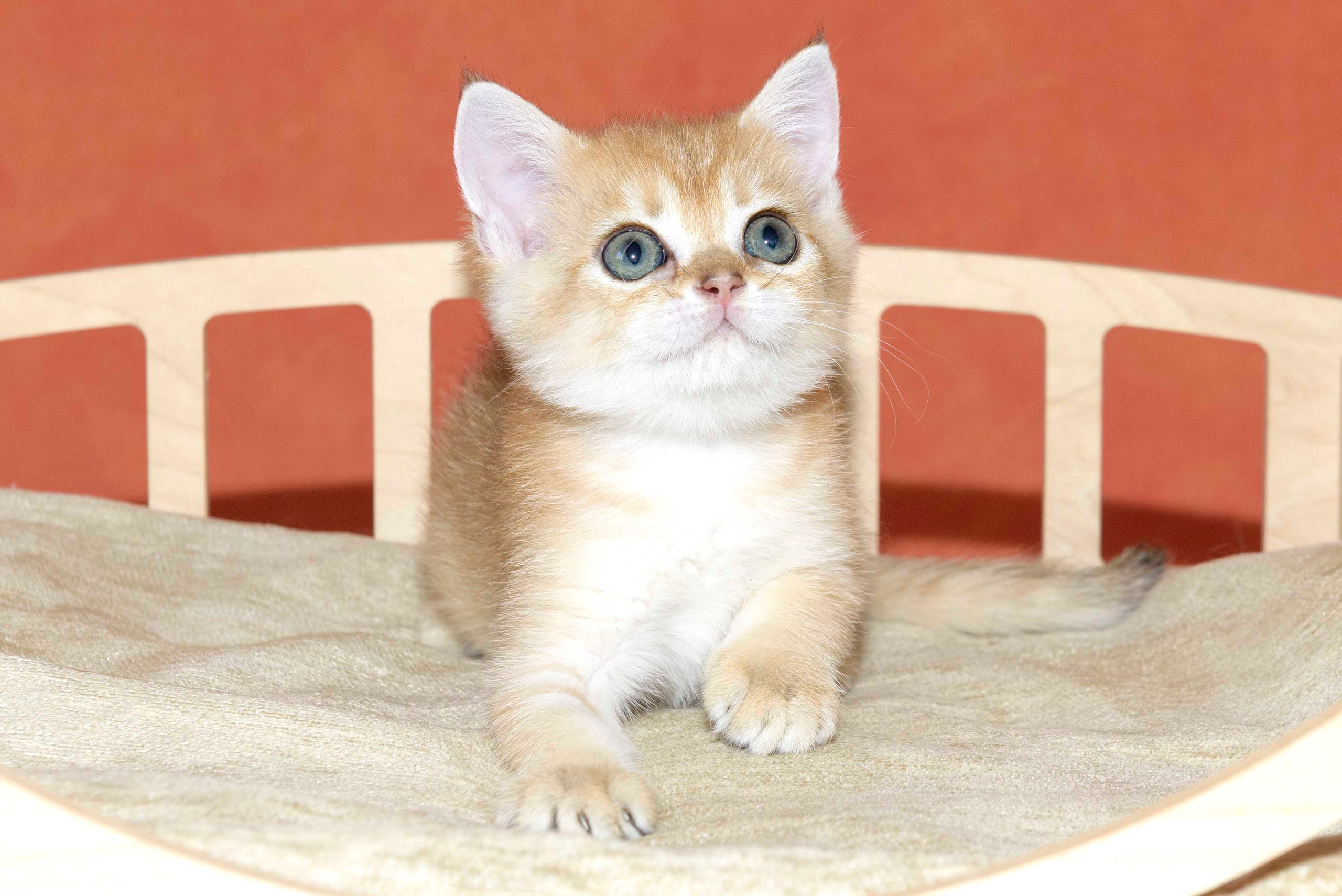 Британские золотые шиншиллы, британские кошки в Греции, питомник британских кошек на Кипре, британские котята на Кипре, купить британского котёнка на Кипре, золотая британская шиншилла на Кипре, британский котёнок на Кипре цена