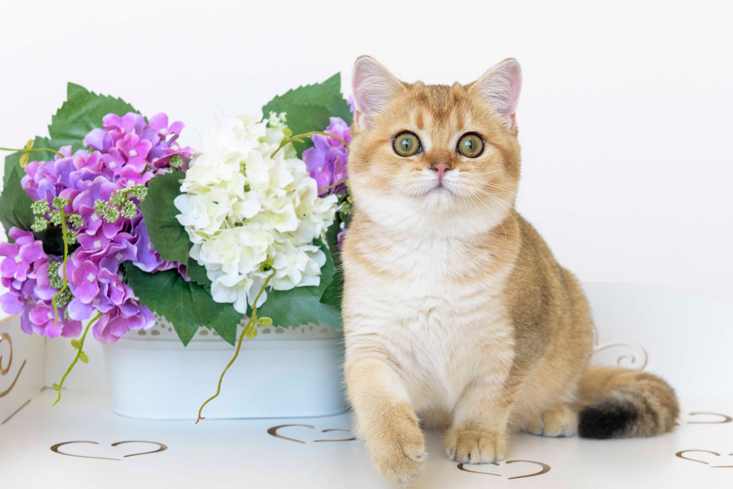 питомник британских кошек, питомник британских кошек в Греции, питомник британских кошек в Москве, золотая британская шиншилла, золотые британцы, золотая шиншилла, британская шиншилла цена, британская шиншилла купить, питомник золотых британских кошек в Новороссийске, Питомник золотых британских кошек в Краснодаре, питомник британских кошек в Москве, питомник британских кошек в Новосибирске, питомник золотых шиншилл в Сочи, питомник золотых британских кошек в Санкт Петербурге