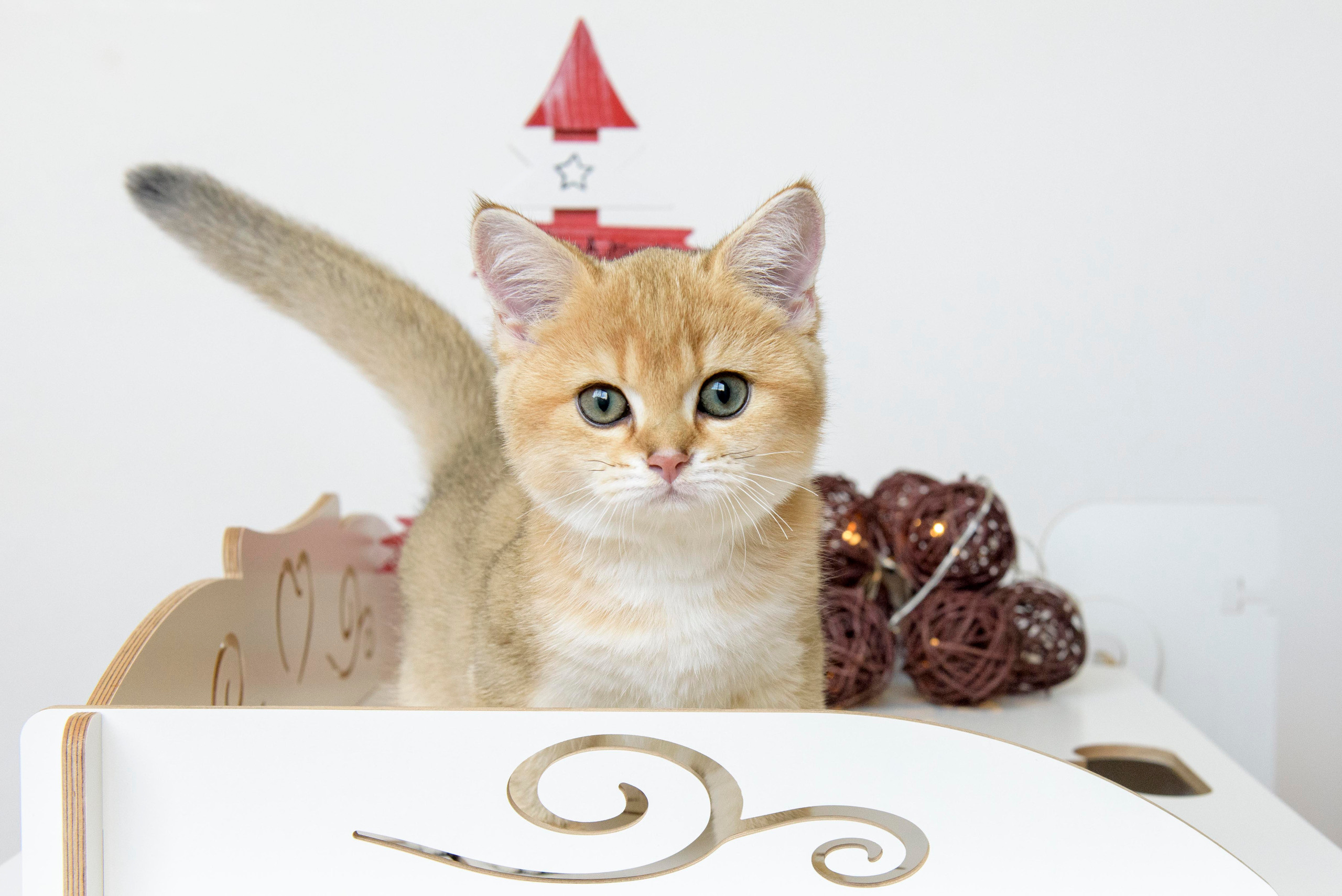 british shorthair golden, british shorthair golden cattery, british shorthair cattery greece, british golden chinchilla greece, british shorthair price, british shorthair Cyprus price, british shorthair Limassol price, cattery british shorthair Limassol, cattery british shorthair Cyprus, british shorthair kittens price, Cattery British shorthair Cyprus, cattery british shorthair Limassol, british kittens Limassol, british kittens Limassol price, cats for sale Limassol, kitten for sale Limassol, kitten for sale Cyprus, kitten for sale with pedigree limassol, cats for sale Limassol, cats for sale Larnaka, cats for sale Nicosia, kittens for sale Limassol, kittens for sale with pedigree Limassol