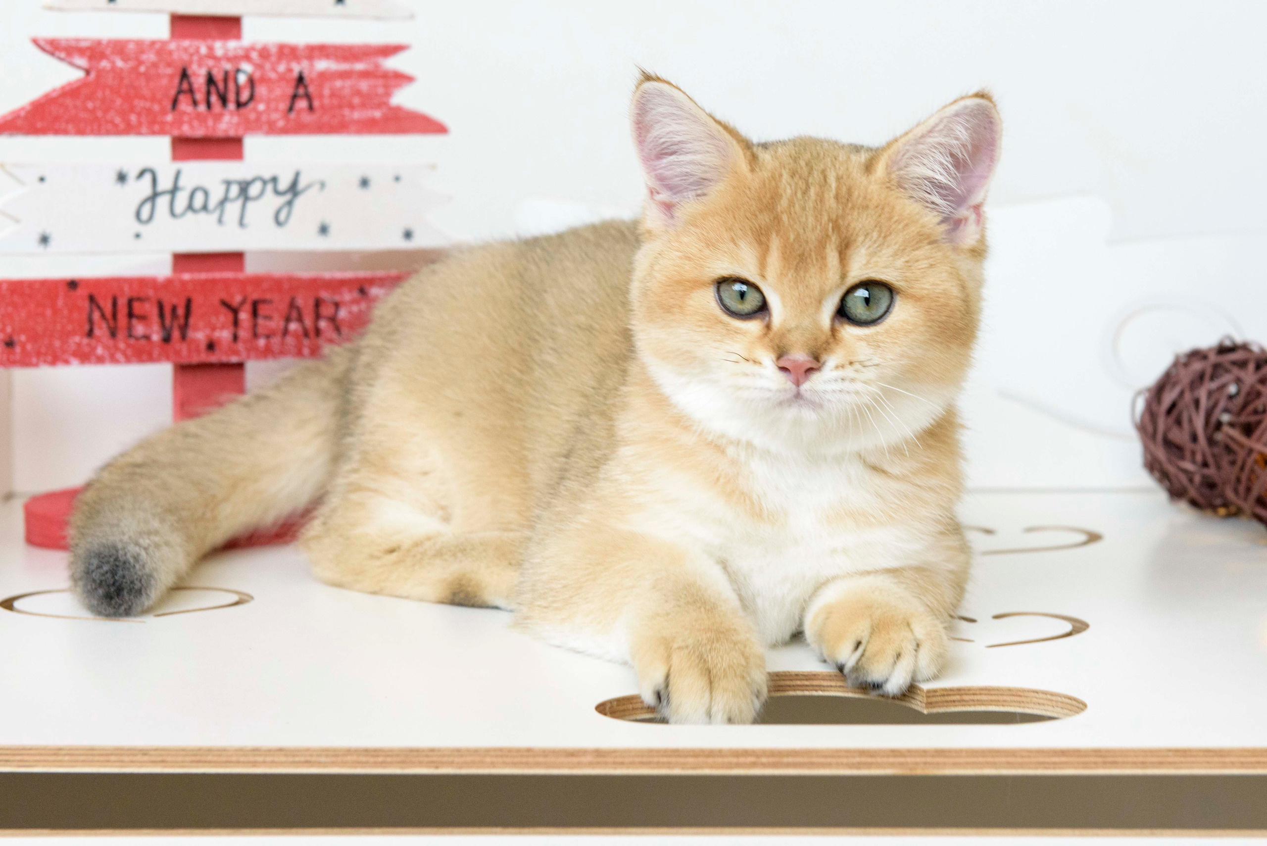 british shorthair golden, british shorthair golden cattery, british shorthair cattery greece, british golden chinchilla greece, british shorthair price, british shorthair Cyprus price, british shorthair Limassol price, cattery british shorthair Limassol, cattery british shorthair Cyprus, british shorthair kittens price, Cattery British shorthair Cyprus, cattery british shorthair Limassol, british kittens Limassol, british kittens Limassol price, cats for sale Limassol, kitten for sale Limassol, kitten for sale Cyprus, kitten for sale with pedigree limassol, cats for sale Limassol, cats for sale Larnaka, cats for sale Nicosia, kittens for sale Limassol, kittens for sale with pedigree Limassol