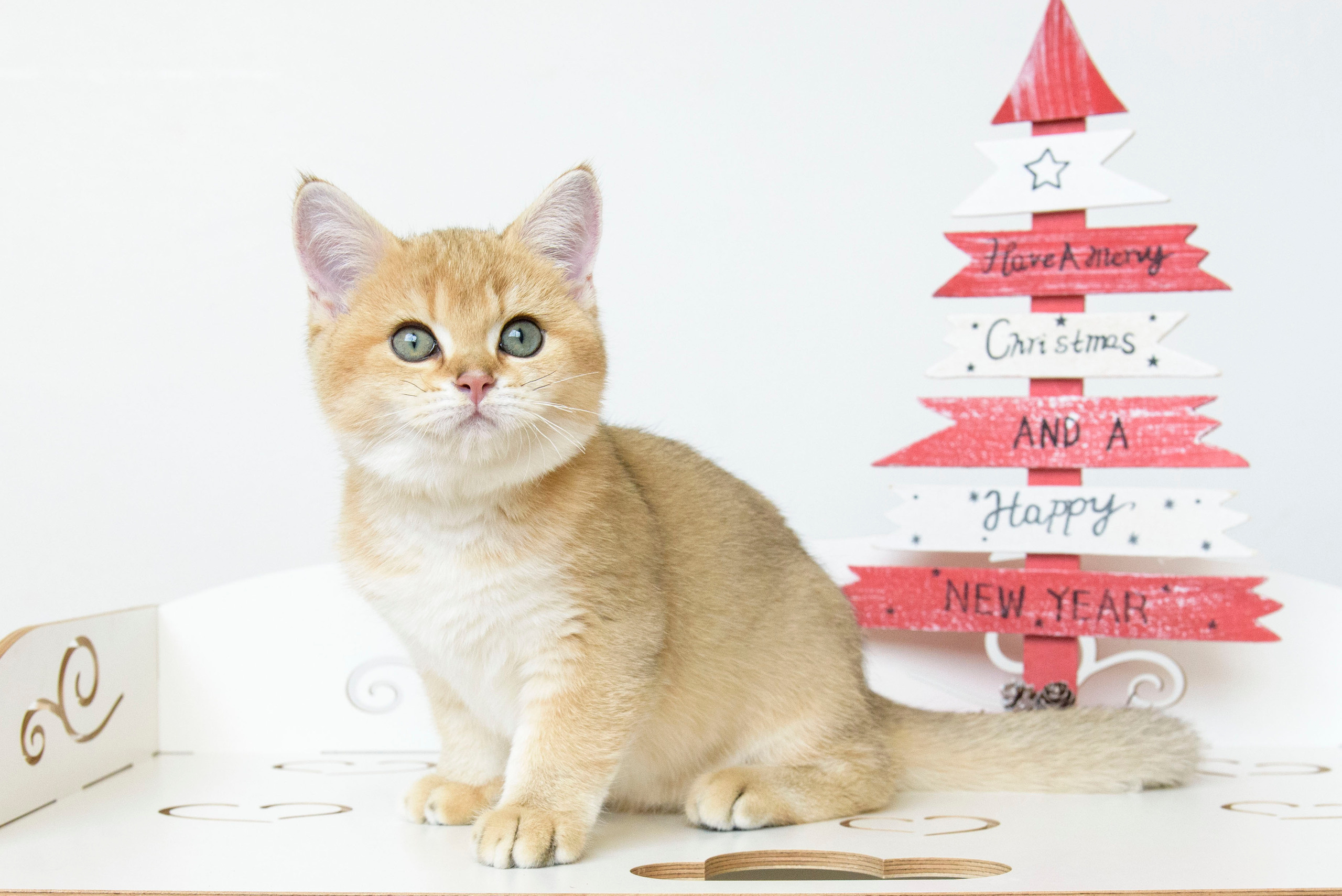 british shorthair golden, british shorthair golden cattery, british shorthair cattery greece, british golden chinchilla greece, british shorthair price, british shorthair Cyprus price, british shorthair Limassol price, cattery british shorthair Limassol, cattery british shorthair Cyprus, british shorthair kittens price, Cattery British shorthair Cyprus, cattery british shorthair Limassol, british kittens Limassol, british kittens Limassol price, cats for sale Limassol, kitten for sale Limassol, kitten for sale Cyprus, kitten for sale with pedigree limassol, cats for sale Limassol, cats for sale Larnaka, cats for sale Nicosia, kittens for sale Limassol, kittens for sale with pedigree Limassol