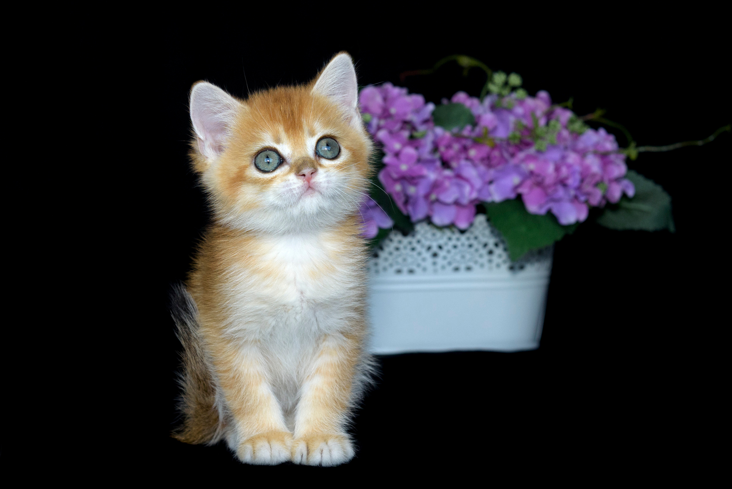 Βρετανικά γατάκια Ελλάδα, βρετανικά γατάκια Κύπρος, βρετανική γάτα Λεμεσός, βρετανική γάτα Κύπρος τιμή, εκτροφείο βρετανικής γάτας Κύπρος, εκτροφείο βρετανικής γάτας Λεμεσός, εκτροφείο βρετανικής γάτας Λάρνακα, εκτροφείο βρετανικής κοντότριχης γάτας στην Αθήνα, εκτροφείο βρετανικής κοντότριχης στην Ελλάδα, βρετανική κοντότριχη γάτα τιμή, βρετανικά γάτα με pedigree, βρετανική τσιντσιλά, χρυσή τσιντσιλά, εκτροφείο βρετανικής γάτας Θεσσαλονίκη