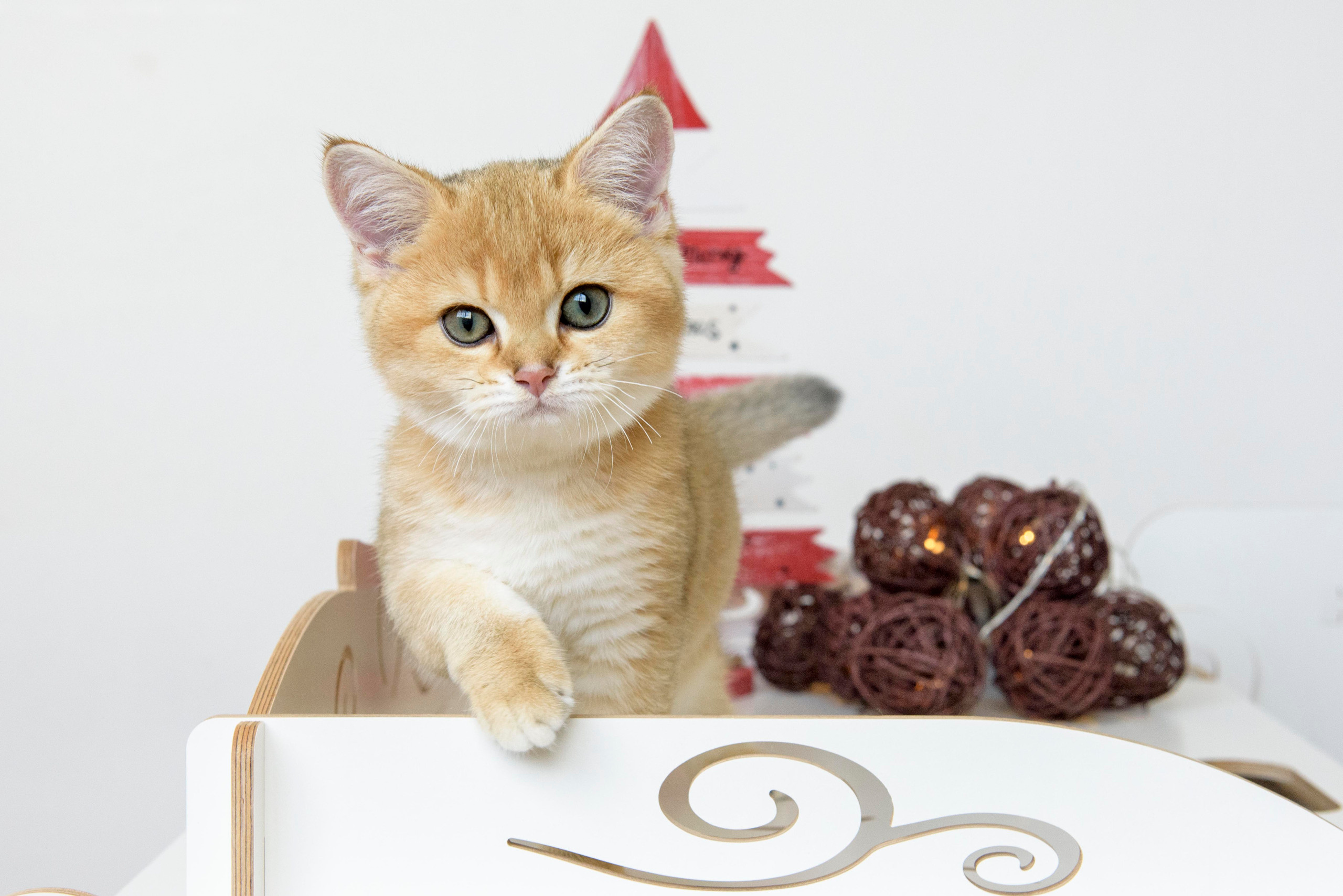 british shorthair golden, british shorthair golden cattery, british shorthair cattery greece, british golden chinchilla greece, british shorthair price, british shorthair Cyprus price, british shorthair Limassol price, cattery british shorthair Limassol, cattery british shorthair Cyprus, british shorthair kittens price, Cattery British shorthair Cyprus, cattery british shorthair Limassol, british kittens Limassol, british kittens Limassol price, cats for sale Limassol, kitten for sale Limassol, kitten for sale Cyprus, kitten for sale with pedigree limassol, cats for sale Limassol, cats for sale Larnaka, cats for sale Nicosia, kittens for sale Limassol, kittens for sale with pedigree Limassol