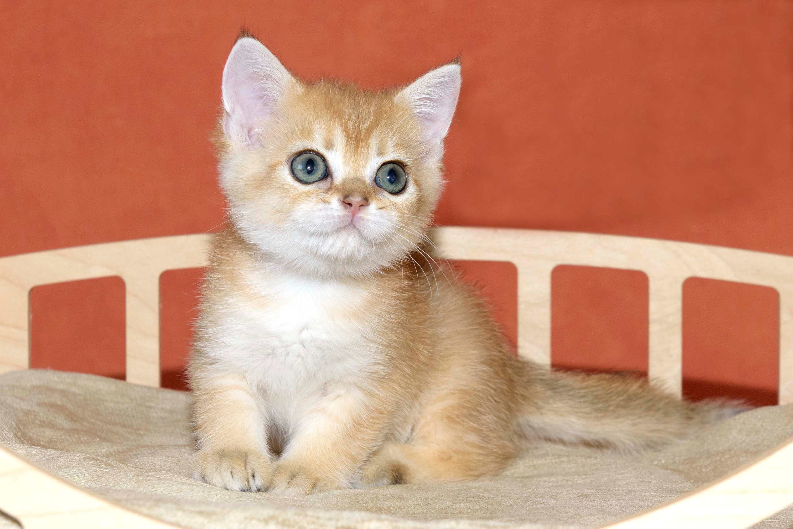 Британские золотые шиншиллы, британские кошки в Греции, питомник британских кошек на Кипре, британские котята на Кипре, купить британского котёнка на Кипре, золотая британская шиншилла на Кипре, британский котёнок на Кипре цена