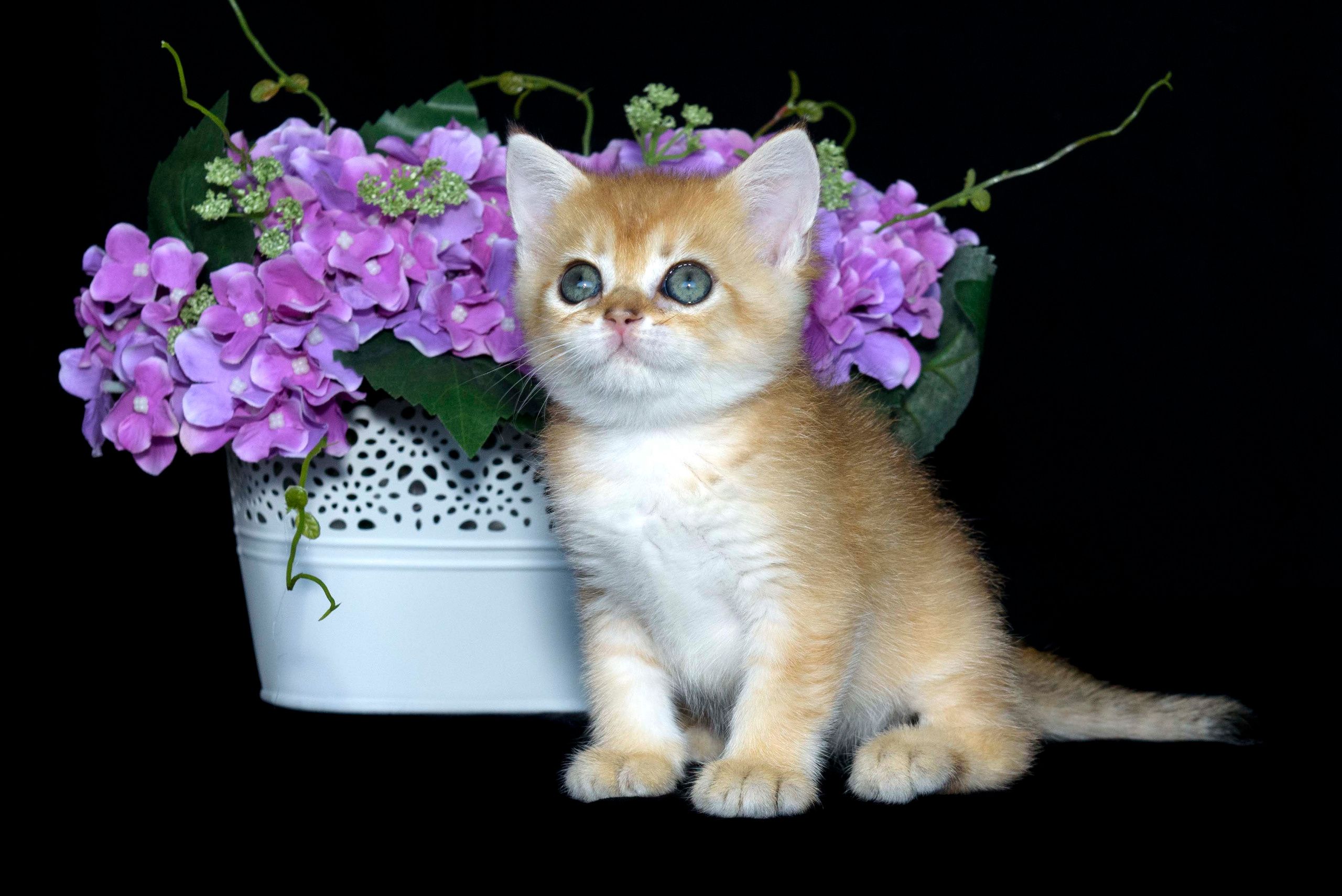 Британские золотые шиншиллы, британские кошки в Греции, питомник британских кошек на Кипре, британские котята на Кипре, купить британского котёнка на Кипре, золотая британская шиншилла на Кипре, британский котёнок на Кипре цена