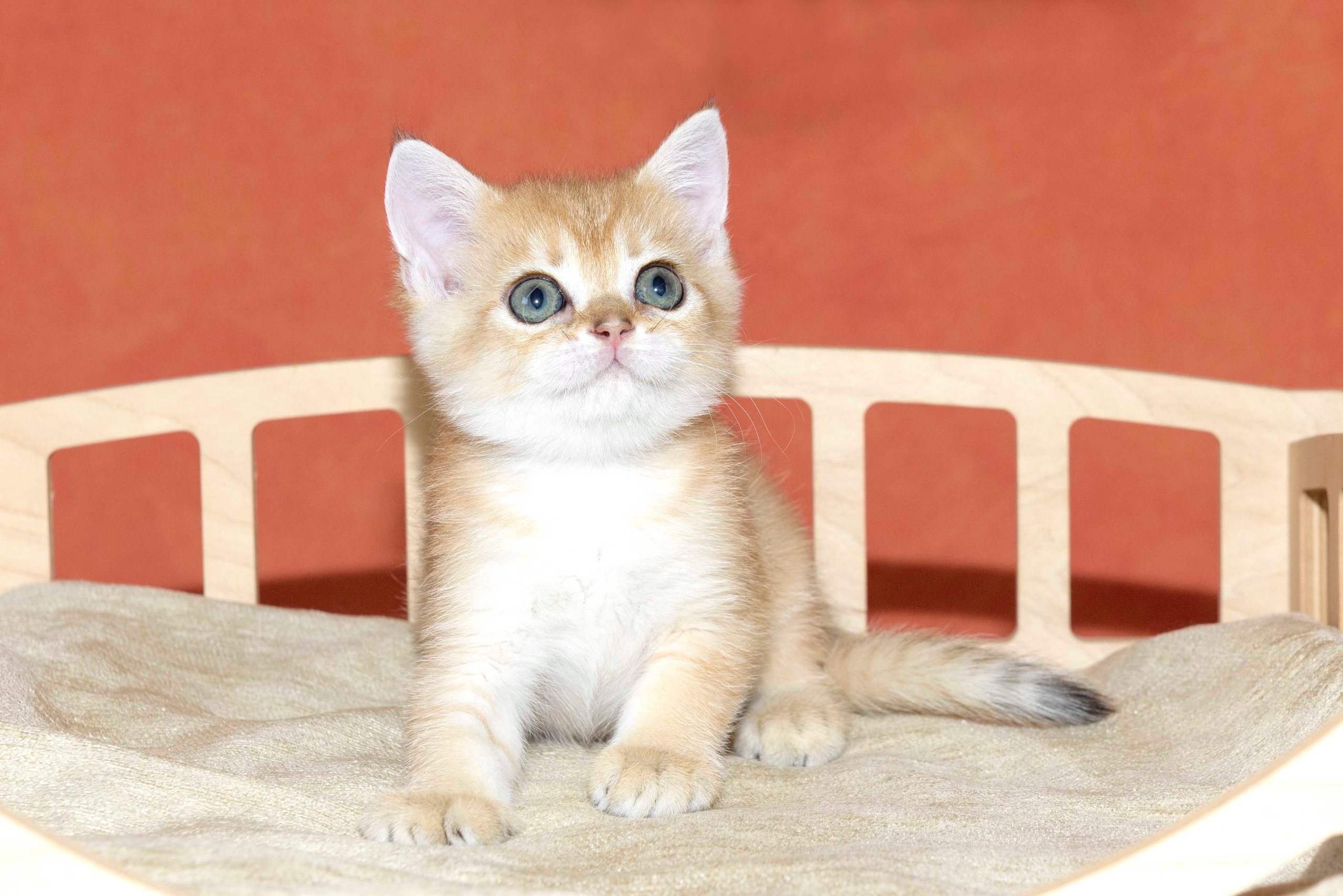 Британские золотые шиншиллы, британские кошки в Греции, питомник британских кошек на Кипре, британские котята на Кипре, купить британского котёнка на Кипре, золотая британская шиншилла на Кипре, британский котёнок на Кипре цена