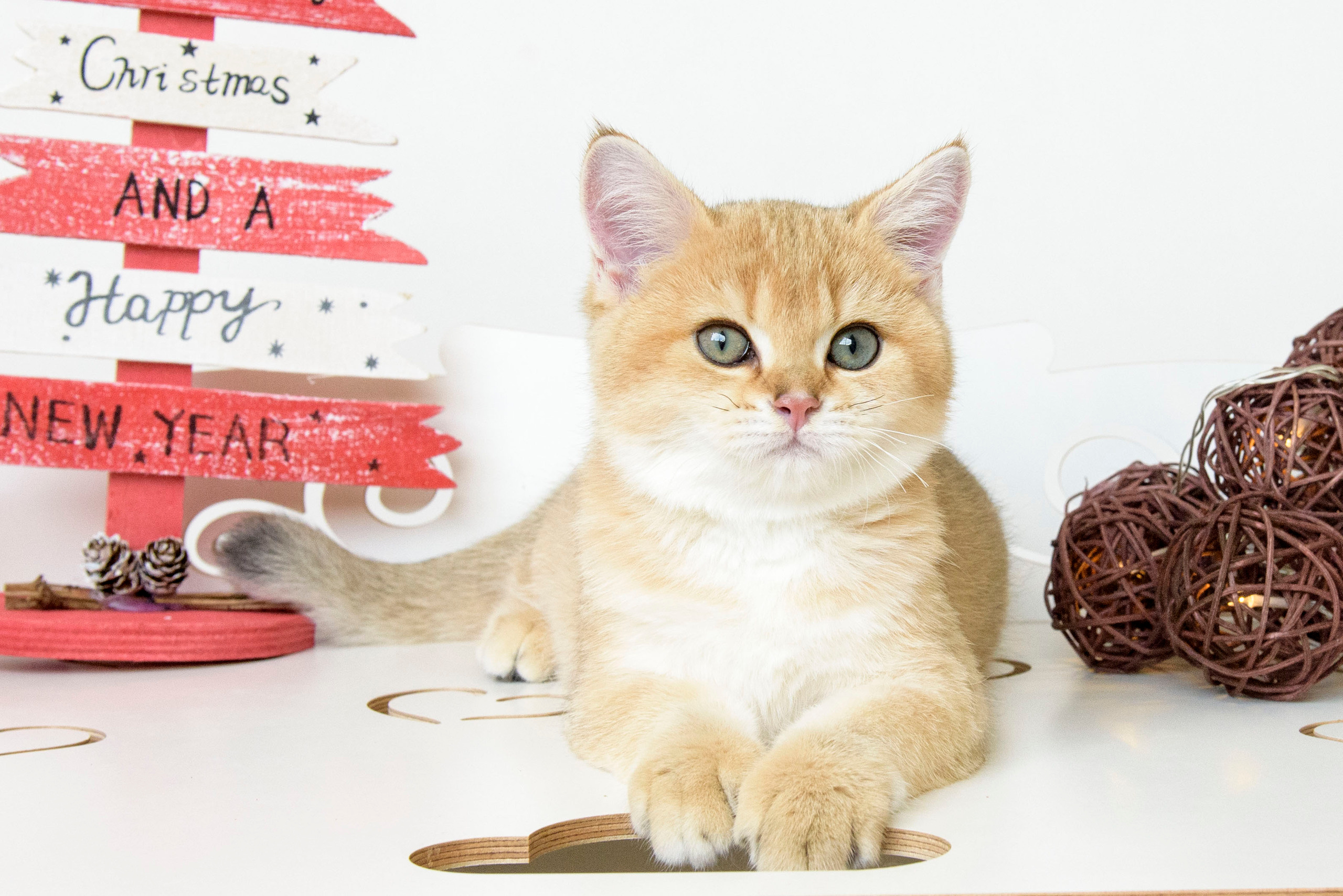 british shorthair golden, british shorthair golden cattery, british shorthair cattery greece, british golden chinchilla greece, british shorthair price, british shorthair Cyprus price, british shorthair Limassol price, cattery british shorthair Limassol, cattery british shorthair Cyprus, british shorthair kittens price, Cattery British shorthair Cyprus, cattery british shorthair Limassol, british kittens Limassol, british kittens Limassol price, cats for sale Limassol, kitten for sale Limassol, kitten for sale Cyprus, kitten for sale with pedigree limassol, cats for sale Limassol, cats for sale Larnaka, cats for sale Nicosia, kittens for sale Limassol, kittens for sale with pedigree Limassol