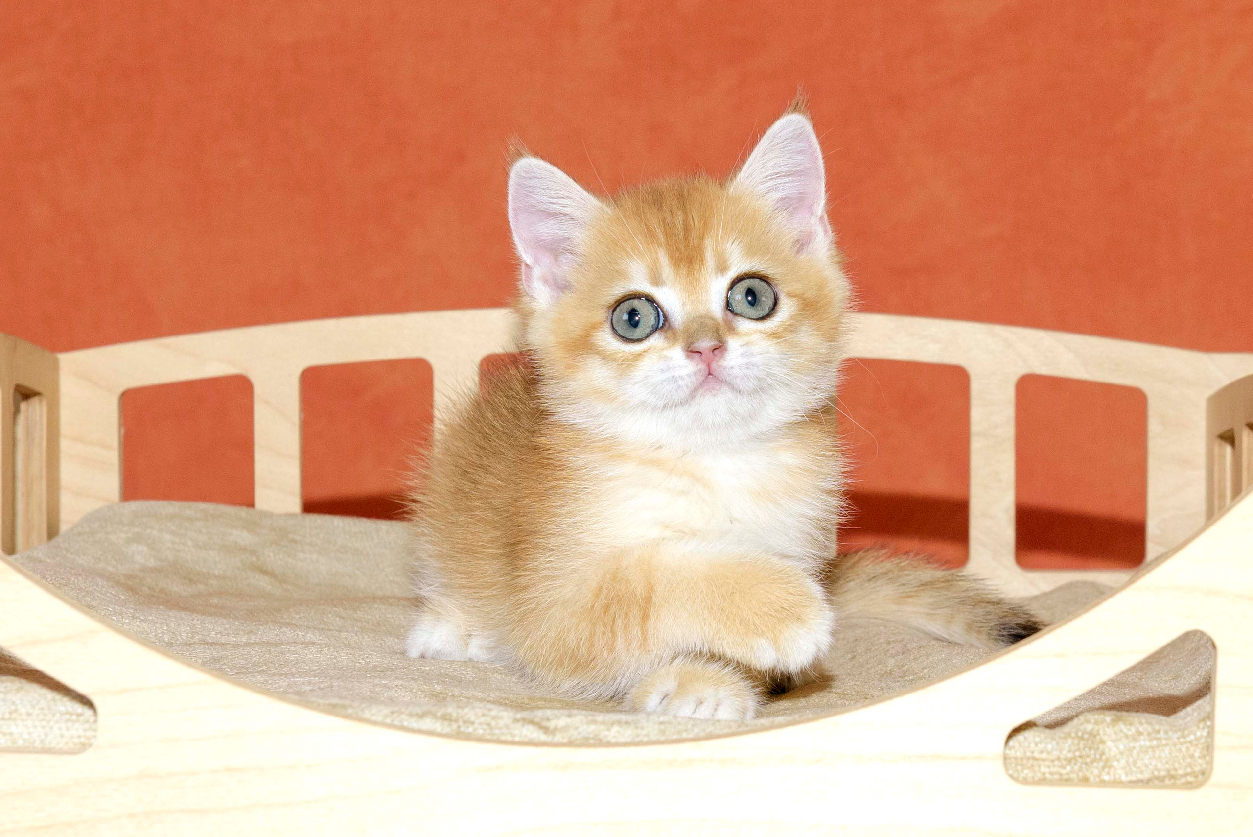 Βρετανικά γατάκια Ελλάδα, βρετανικά γατάκια Κύπρος, βρετανική γάτα Λεμεσός, βρετανική γάτα Κύπρος τιμή, εκτροφείο βρετανικής γάτας Κύπρος, εκτροφείο βρετανικής γάτας Λεμεσός, εκτροφείο βρετανικής γάτας Λάρνακα, εκτροφείο βρετανικής κοντότριχης γάτας στην Αθήνα, εκτροφείο βρετανικής κοντότριχης στην Ελλάδα, βρετανική κοντότριχη γάτα τιμή, βρετανικά γάτα με pedigree, βρετανική τσιντσιλά, χρυσή τσιντσιλά, εκτροφείο βρετανικής γάτας Θεσσαλονίκη