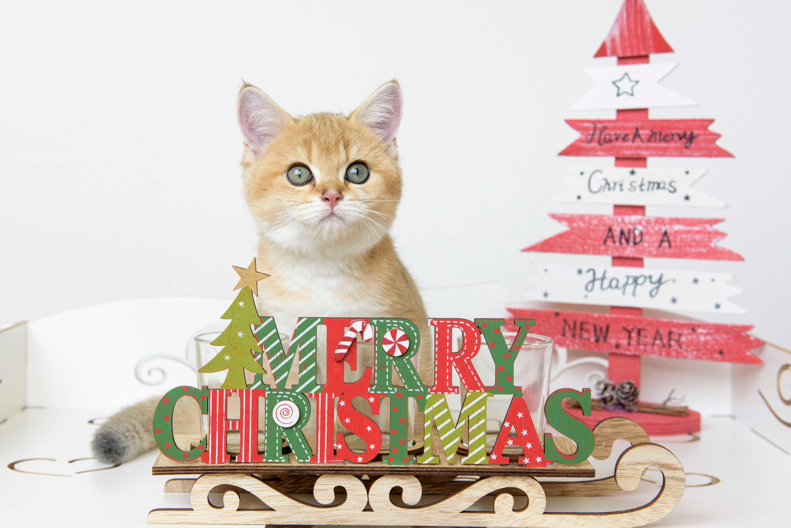 british shorthair golden, british shorthair golden cattery, british shorthair cattery greece, british golden chinchilla greece, british shorthair price, british shorthair Cyprus price, british shorthair Limassol price, cattery british shorthair Limassol, cattery british shorthair Cyprus, british shorthair kittens price, Cattery British shorthair Cyprus, cattery british shorthair Limassol, british kittens Limassol, british kittens Limassol price, cats for sale Limassol, kitten for sale Limassol, kitten for sale Cyprus, kitten for sale with pedigree limassol, cats for sale Limassol, cats for sale Larnaka, cats for sale Nicosia, kittens for sale Limassol, kittens for sale with pedigree Limassol