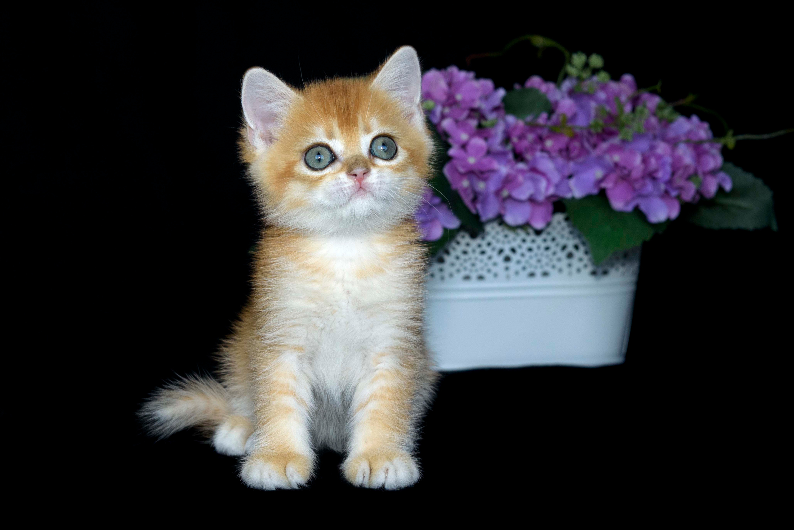 Βρετανικά γατάκια Ελλάδα, βρετανικά γατάκια Κύπρος, βρετανική γάτα Λεμεσός, βρετανική γάτα Κύπρος τιμή, εκτροφείο βρετανικής γάτας Κύπρος, εκτροφείο βρετανικής γάτας Λεμεσός, εκτροφείο βρετανικής γάτας Λάρνακα, εκτροφείο βρετανικής κοντότριχης γάτας στην Αθήνα, εκτροφείο βρετανικής κοντότριχης στην Ελλάδα, βρετανική κοντότριχη γάτα τιμή, βρετανικά γάτα με pedigree, βρετανική τσιντσιλά, χρυσή τσιντσιλά, εκτροφείο βρετανικής γάτας Θεσσαλονίκη