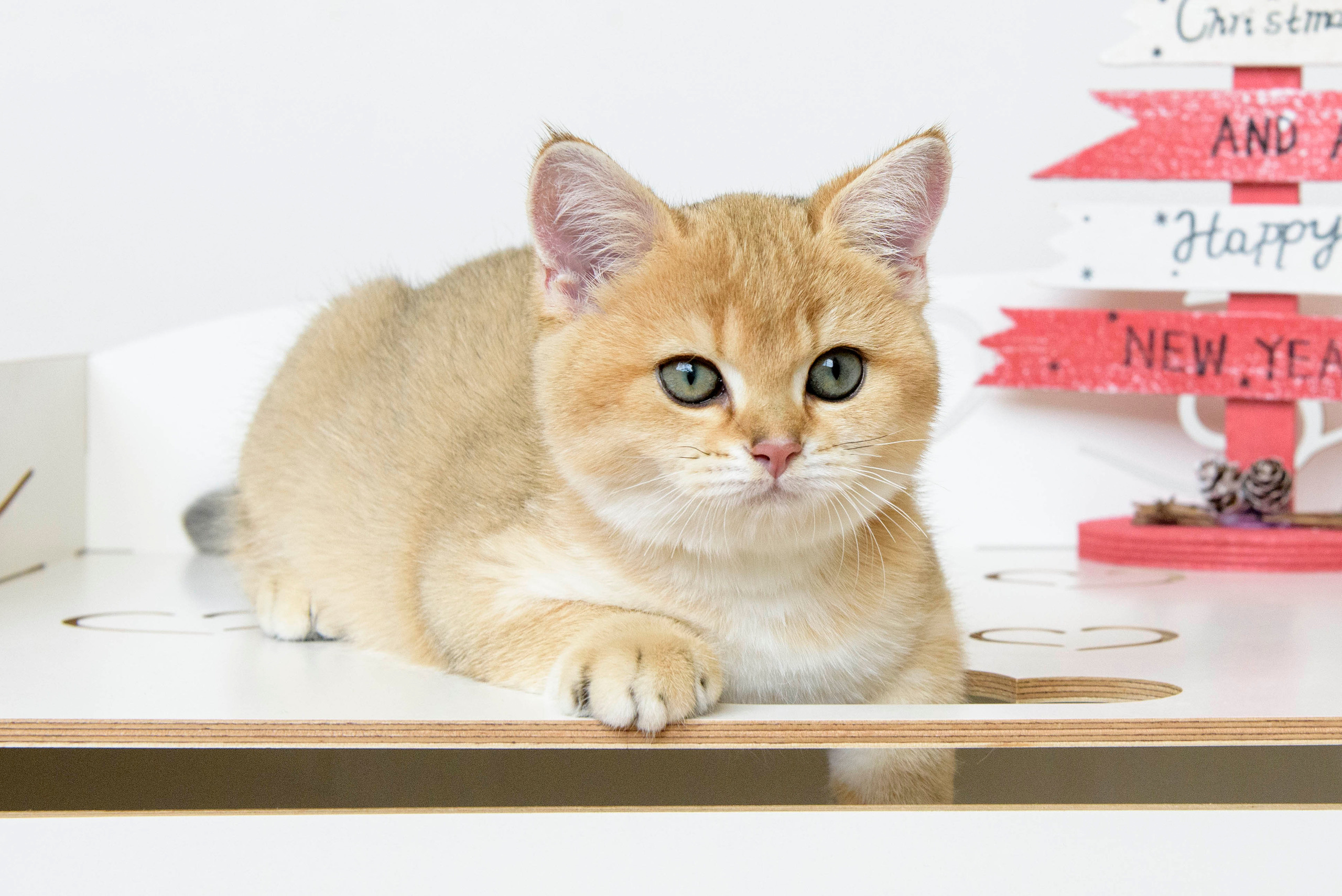 british shorthair golden, british shorthair golden cattery, british shorthair cattery greece, british golden chinchilla greece, british shorthair price, british shorthair Cyprus price, british shorthair Limassol price, cattery british shorthair Limassol, cattery british shorthair Cyprus, british shorthair kittens price, Cattery British shorthair Cyprus, cattery british shorthair Limassol, british kittens Limassol, british kittens Limassol price, cats for sale Limassol, kitten for sale Limassol, kitten for sale Cyprus, kitten for sale with pedigree limassol, cats for sale Limassol, cats for sale Larnaka, cats for sale Nicosia, kittens for sale Limassol, kittens for sale with pedigree Limassol