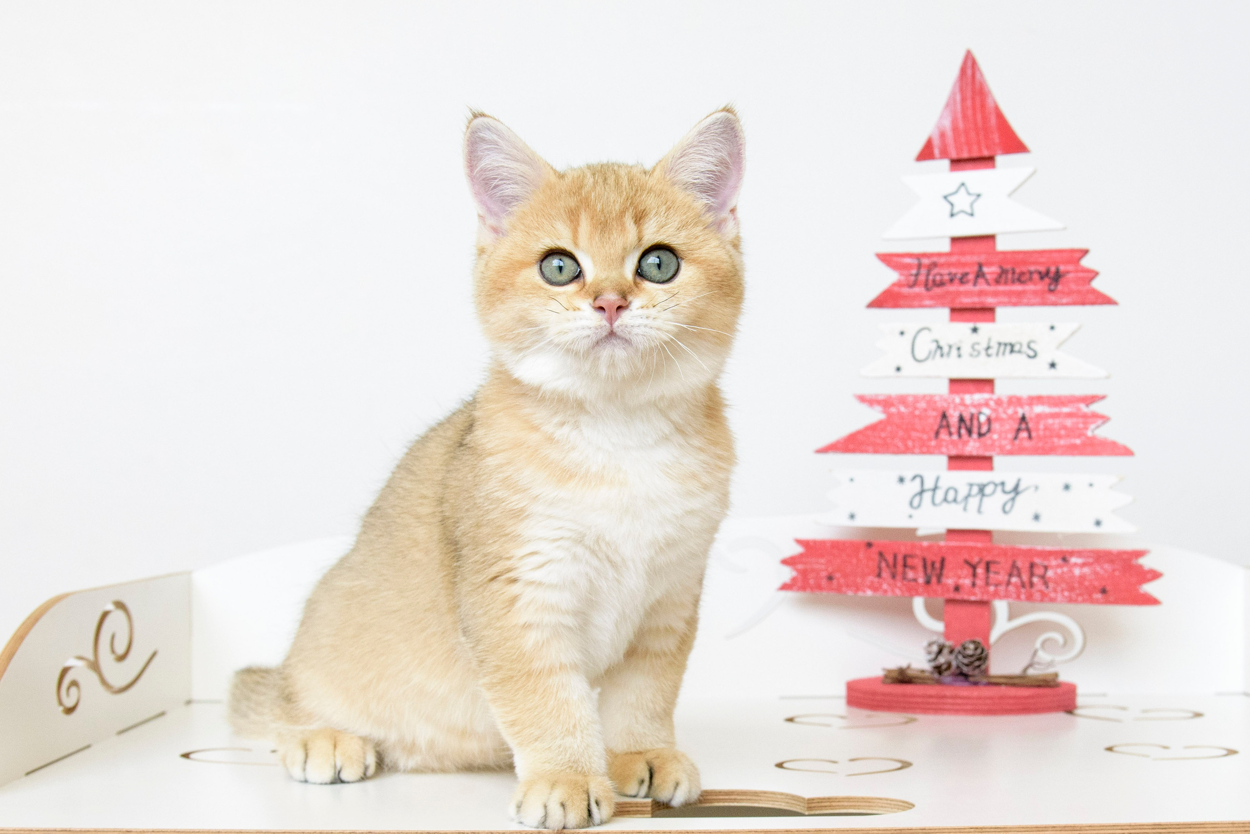 british shorthair golden, british shorthair golden cattery, british shorthair cattery greece, british golden chinchilla greece, british shorthair price, british shorthair Cyprus price, british shorthair Limassol price, cattery british shorthair Limassol, cattery british shorthair Cyprus, british shorthair kittens price, Cattery British shorthair Cyprus, cattery british shorthair Limassol, british kittens Limassol, british kittens Limassol price, cats for sale Limassol, kitten for sale Limassol, kitten for sale Cyprus, kitten for sale with pedigree limassol, cats for sale Limassol, cats for sale Larnaka, cats for sale Nicosia, kittens for sale Limassol, kittens for sale with pedigree Limassol