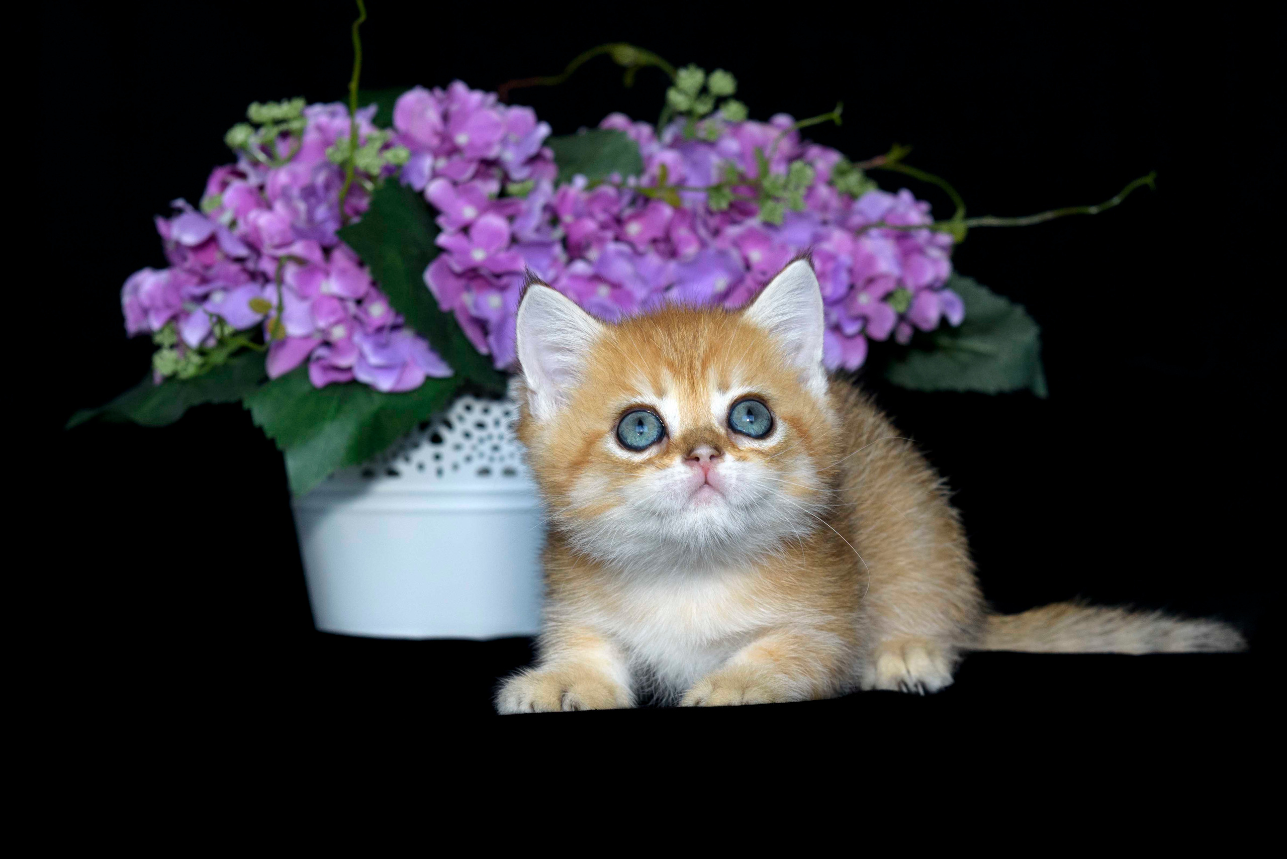 Британские золотые шиншиллы, британские кошки в Греции, питомник британских кошек на Кипре, британские котята на Кипре, купить британского котёнка на Кипре, золотая британская шиншилла на Кипре, британский котёнок на Кипре цена