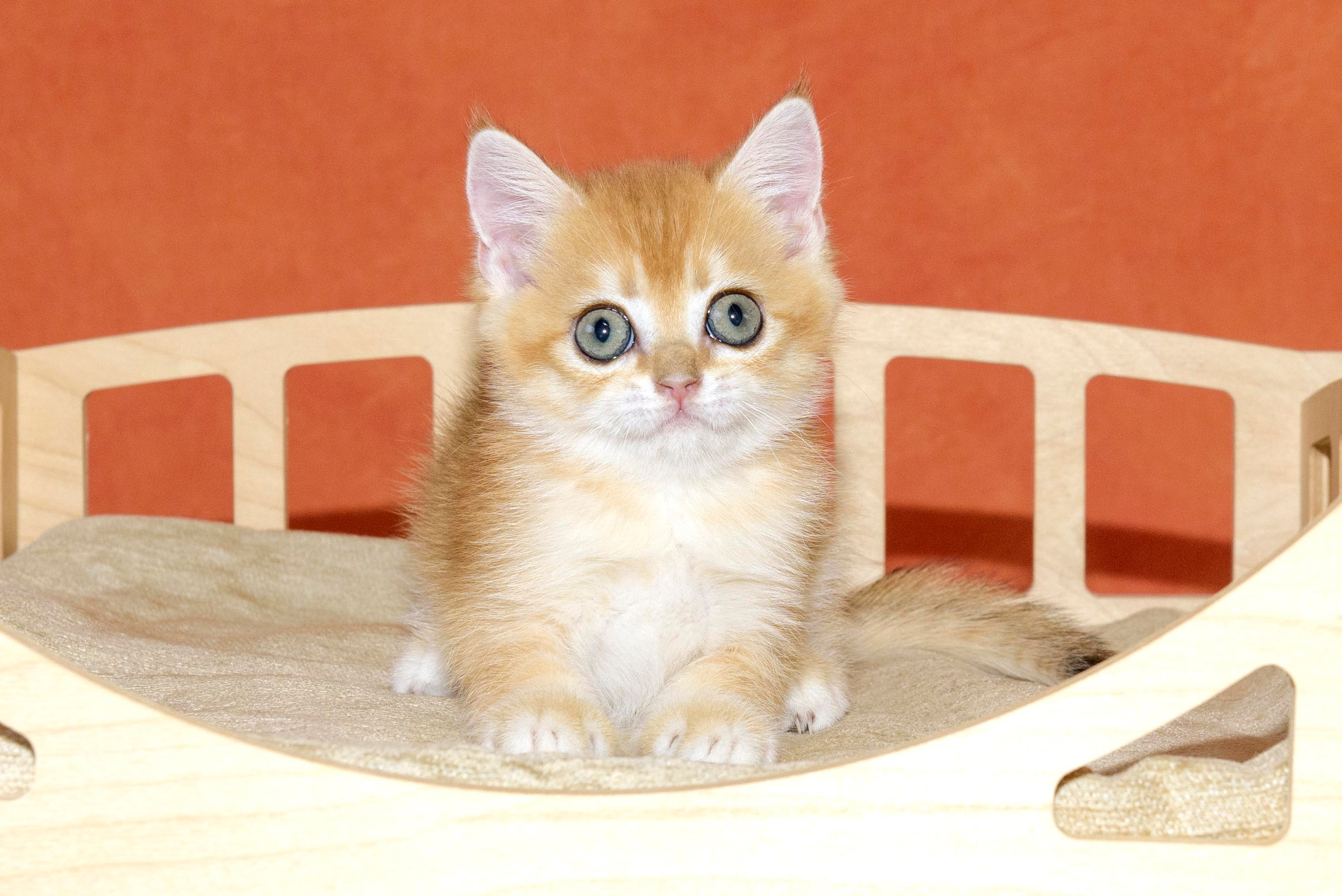 Βρετανικά γατάκια Ελλάδα, βρετανικά γατάκια Κύπρος, βρετανική γάτα Λεμεσός, βρετανική γάτα Κύπρος τιμή, εκτροφείο βρετανικής γάτας Κύπρος, εκτροφείο βρετανικής γάτας Λεμεσός, εκτροφείο βρετανικής γάτας Λάρνακα, εκτροφείο βρετανικής κοντότριχης γάτας στην Αθήνα, εκτροφείο βρετανικής κοντότριχης στην Ελλάδα, βρετανική κοντότριχη γάτα τιμή, βρετανικά γάτα με pedigree, βρετανική τσιντσιλά, χρυσή τσιντσιλά, εκτροφείο βρετανικής γάτας Θεσσαλονίκη