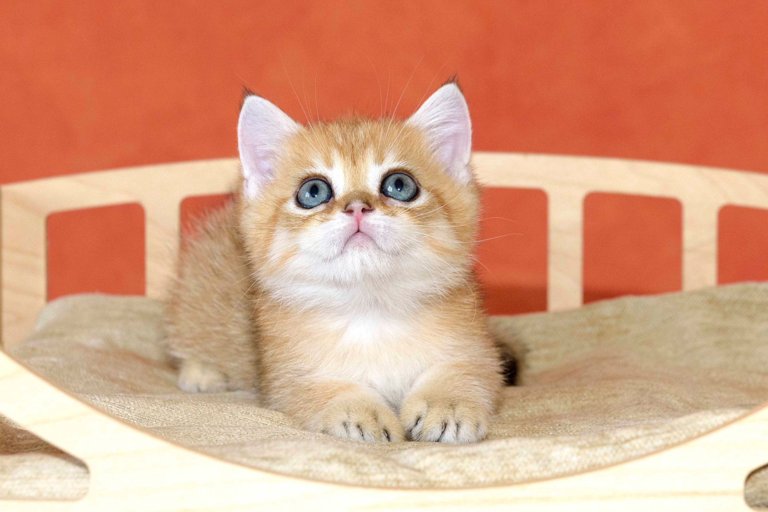 Питомник британских кошек, питомник золотых шиншилл, британский котёнок купить, британский котёнок цена, британский котёнок с родословной