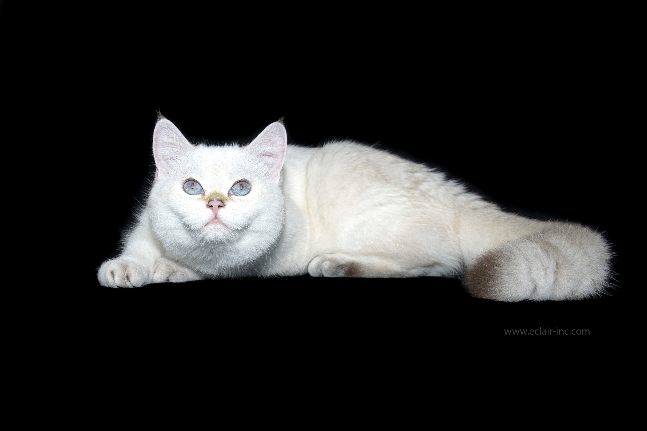 Питомник британских кошек, питомник британских кошек в Краснодаре, питомник британских кошек в Афинах, питомник британских кошек на Кипре, питомник британских кошек в Лимассоле, британские котята на Кипре, купить британского котёнка на Кипре, золотая британская шиншилла на Кипре, британский котёнок на Кипре цена, британские котята в Лимассоле, породистые котята в Лимассоле цена, британские котята в Лимассоле купить