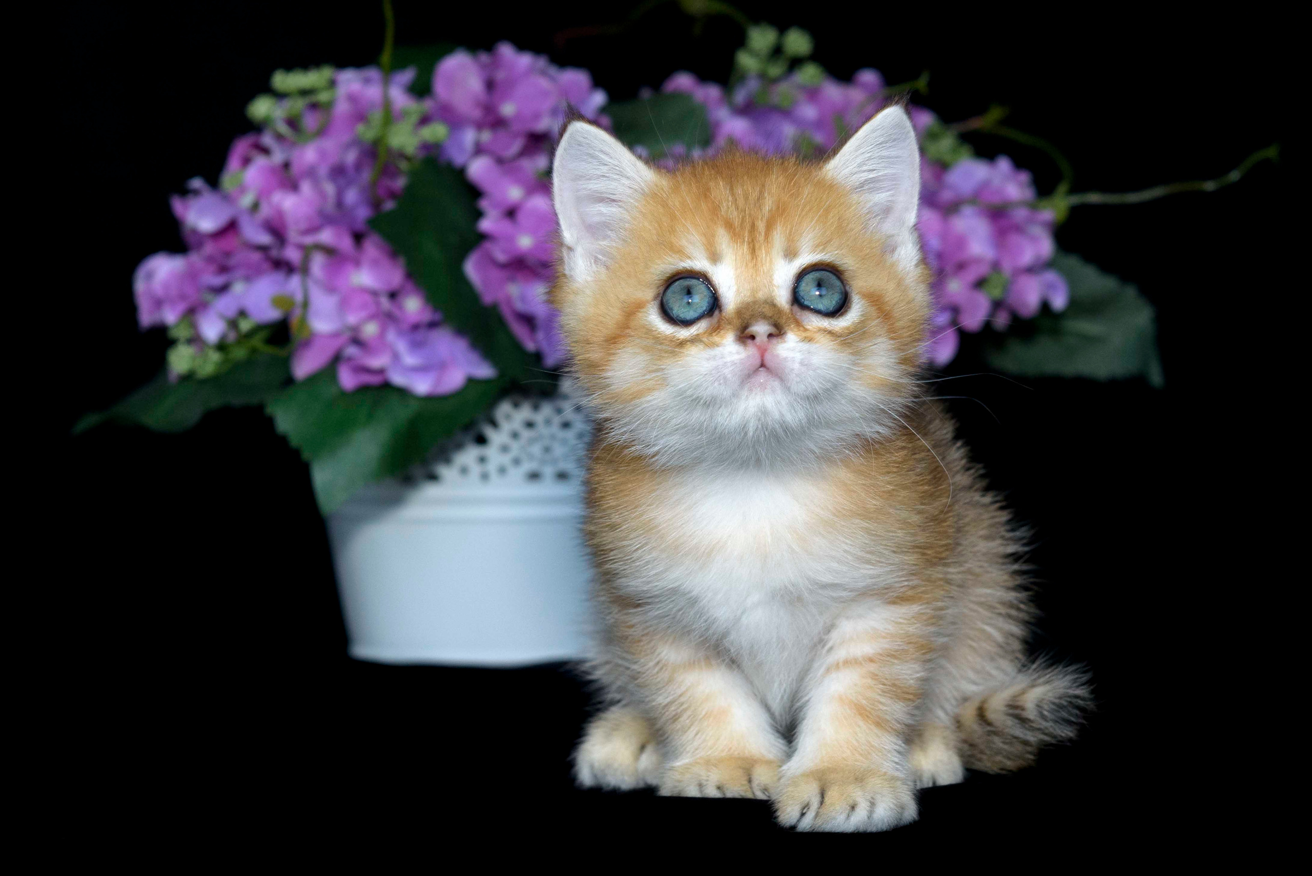 Британские золотые шиншиллы, британские кошки в Греции, питомник британских кошек на Кипре, британские котята на Кипре, купить британского котёнка на Кипре, золотая британская шиншилла на Кипре, британский котёнок на Кипре цена