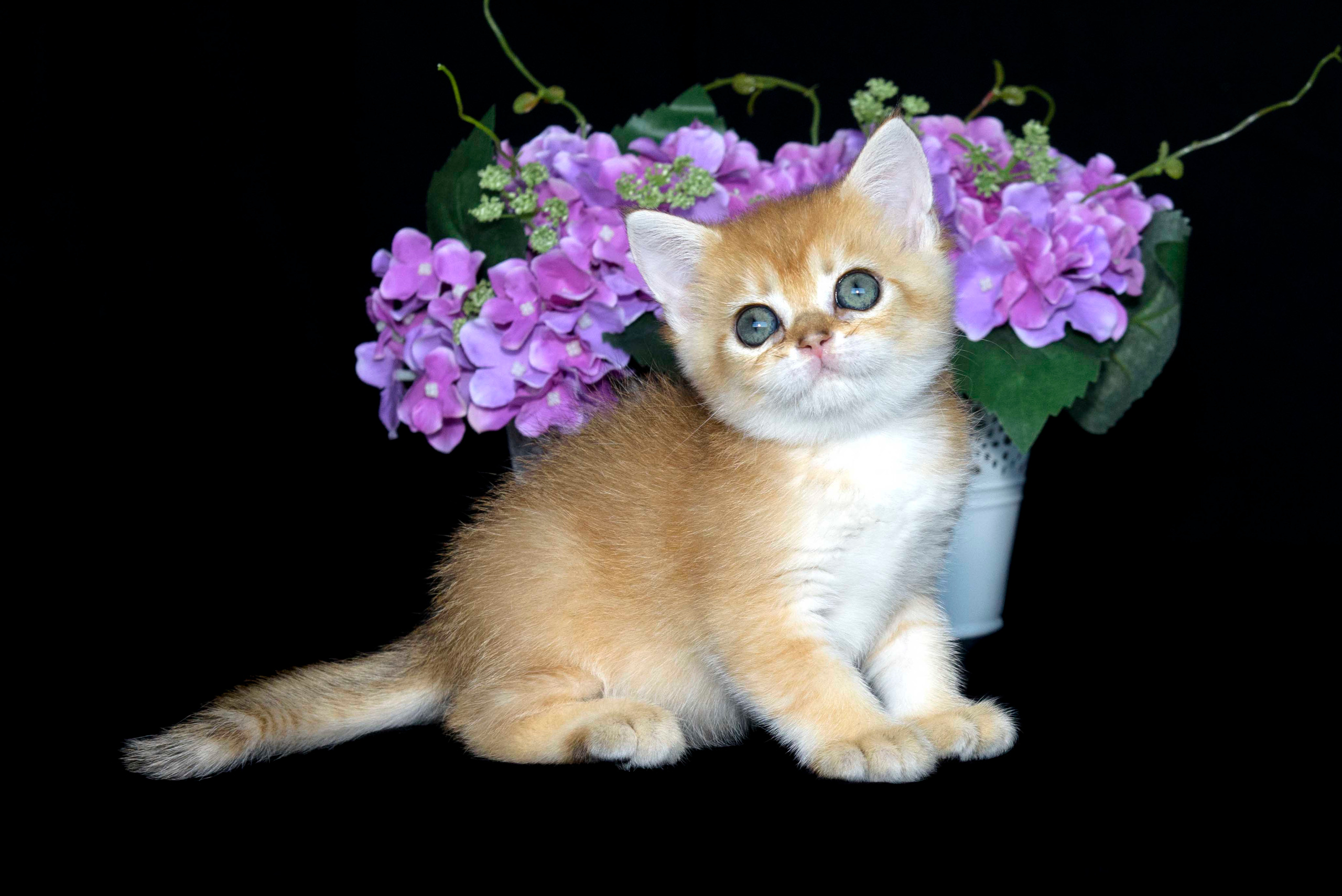 Британские золотые шиншиллы, британские кошки в Греции, питомник британских кошек на Кипре, британские котята на Кипре, купить британского котёнка на Кипре, золотая британская шиншилла на Кипре, британский котёнок на Кипре цена