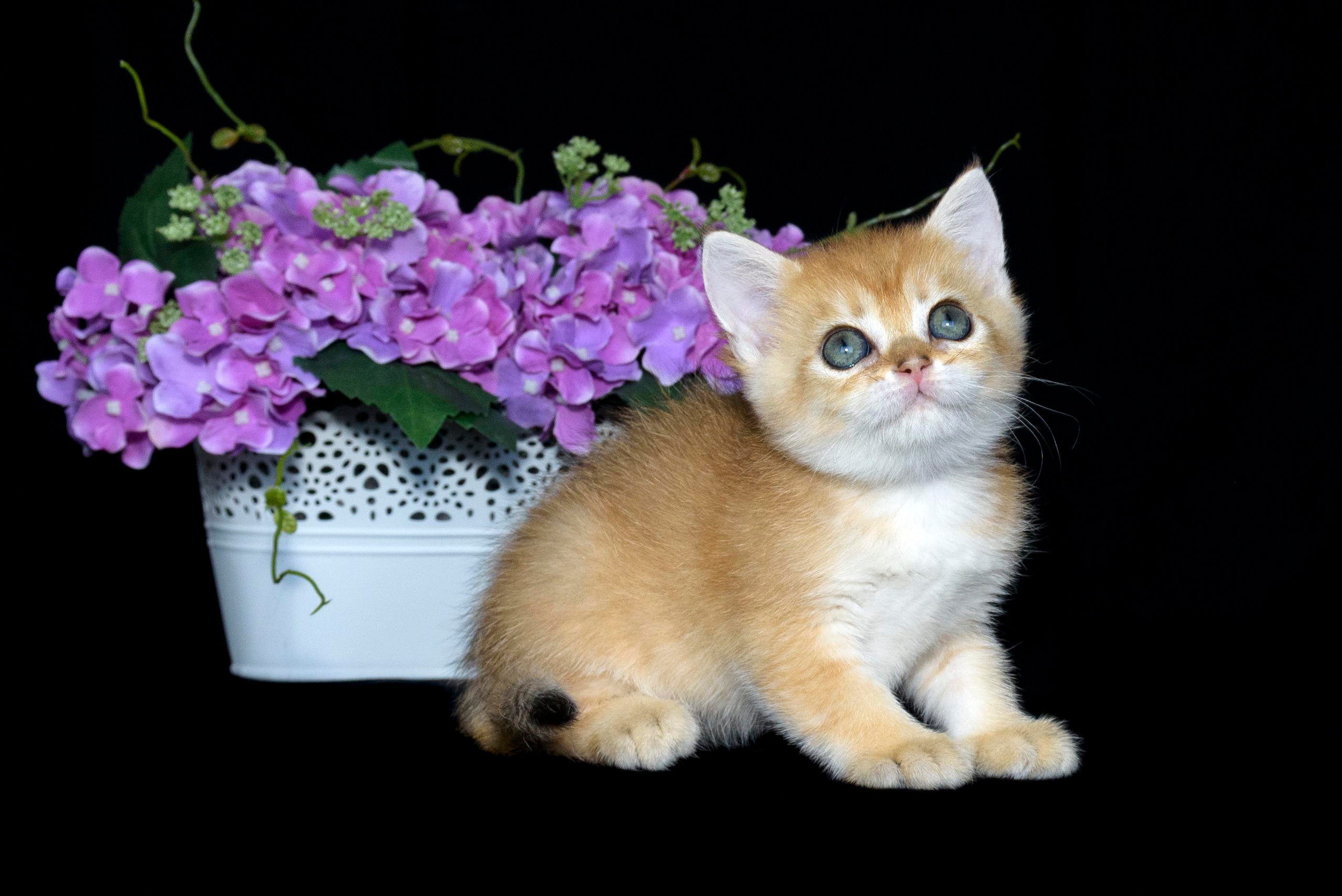 Британские золотые шиншиллы, британские кошки в Греции, питомник британских кошек на Кипре, британские котята на Кипре, купить британского котёнка на Кипре, золотая британская шиншилла на Кипре, британский котёнок на Кипре цена