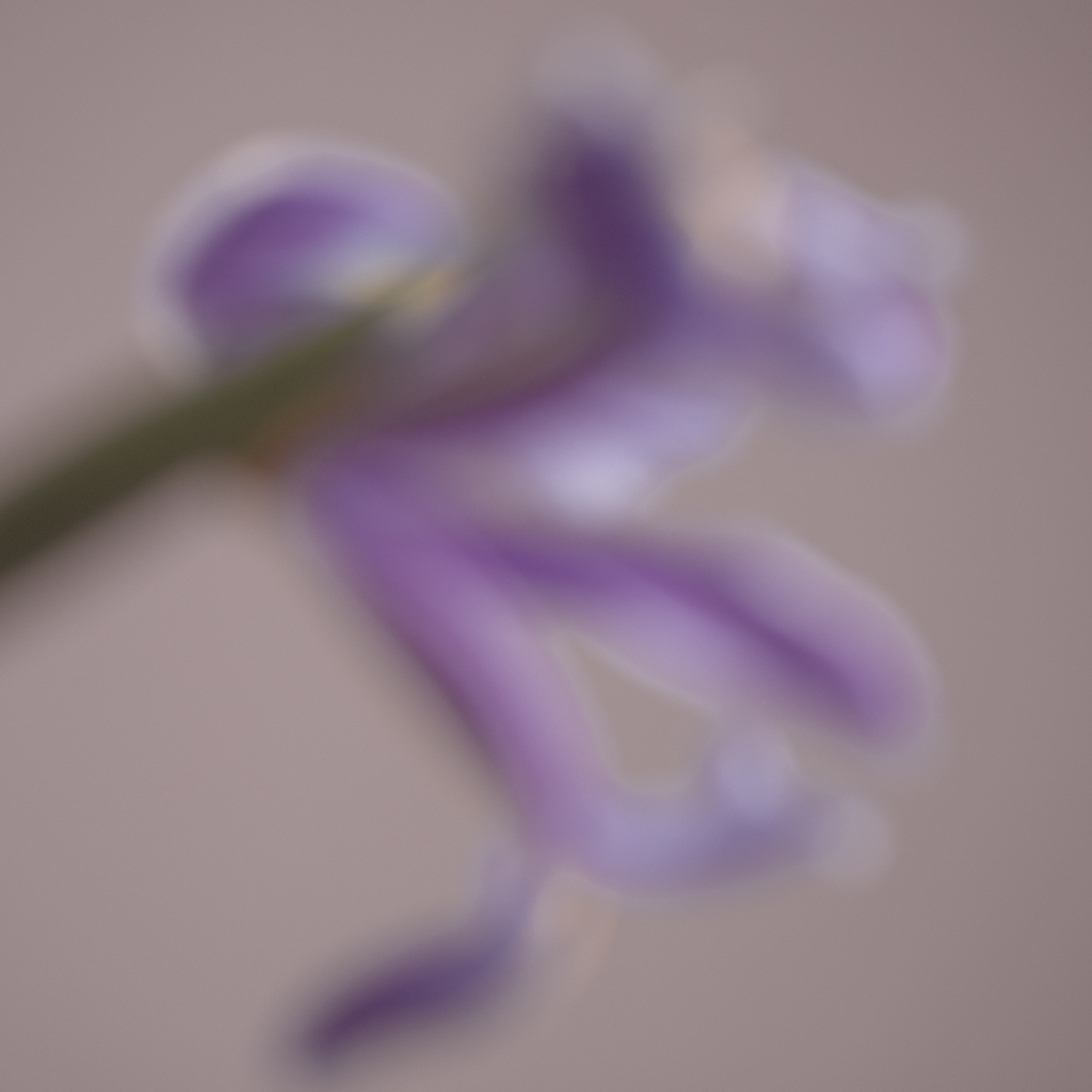 50 SHADES OF PURPLE. Natalja Poplavska — Visual artist, Photographer, East Sussex, London