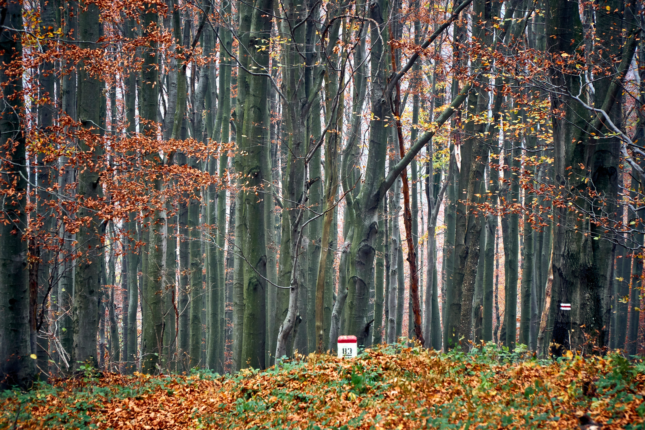 Bieszczady - tu zatrzymuje się czas. Andriej Szypilow - Fotografia & Wideografia