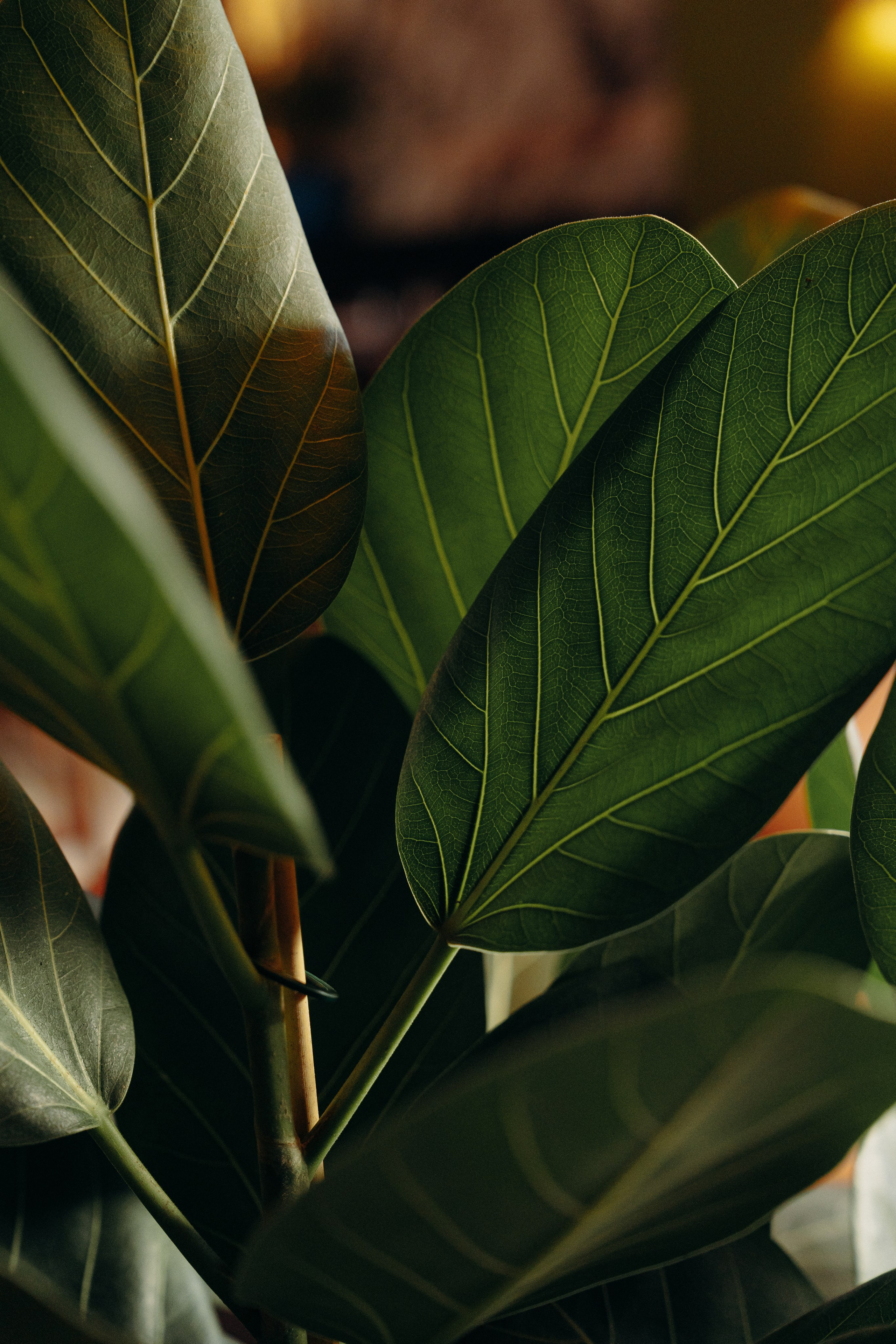 Onda. Photographer Luxembourg