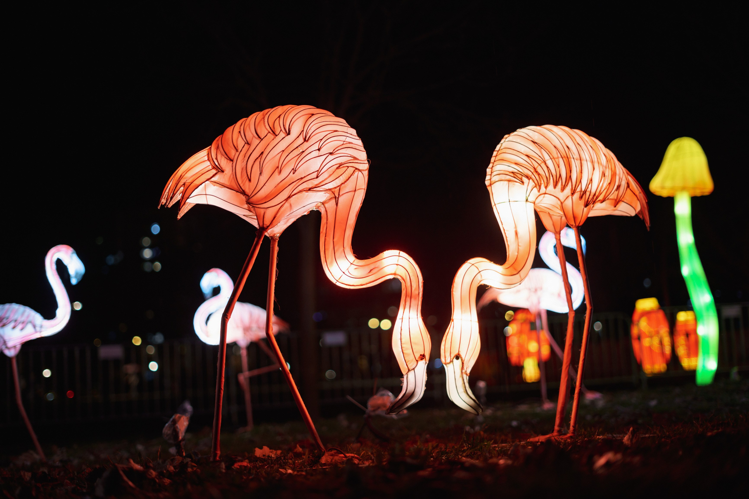 Svecano otvaranje Kineskog festivala svetla u Novom Sadu. Жуков Студио