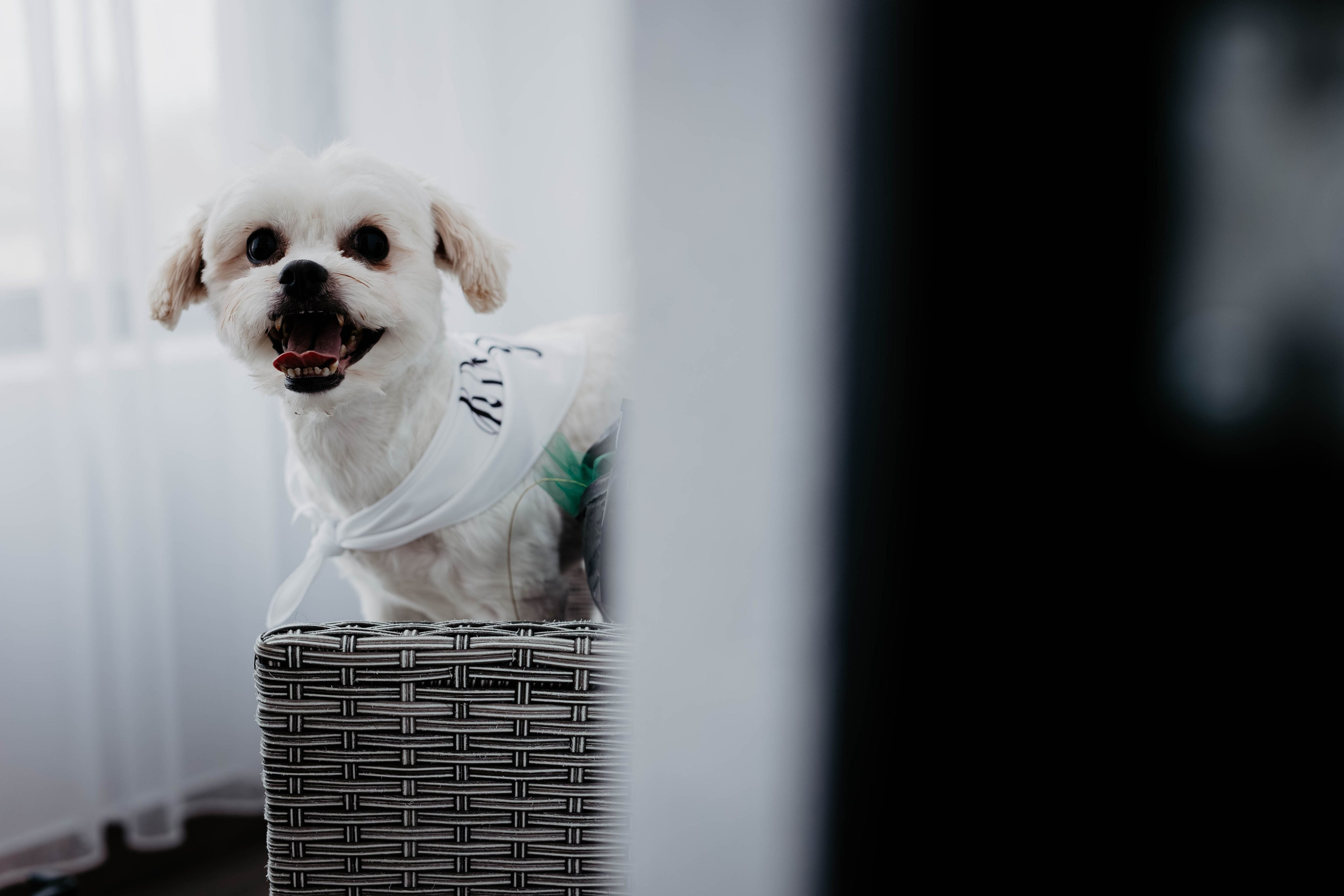 Nunta. Dream Studio Galați – ședințe foto profesionale pentru familie, portrete și evenimente