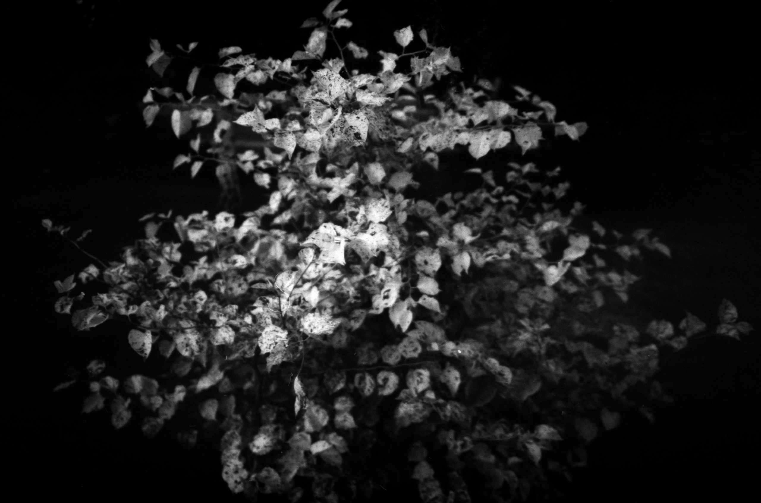 Silent light. Natalia Parfenova visual artist film photographer