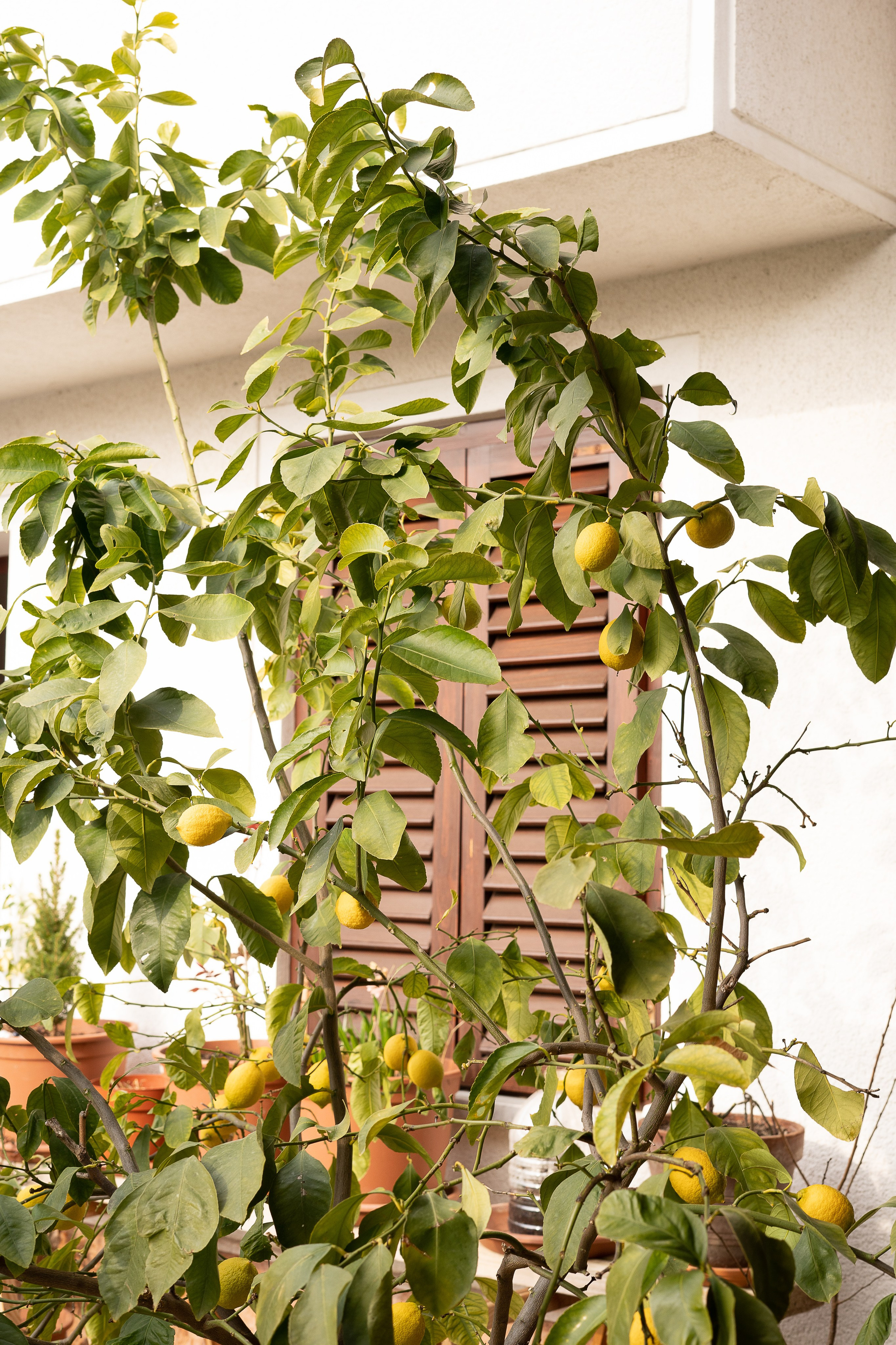 Poroke. Photographer Mariia Bortiakova