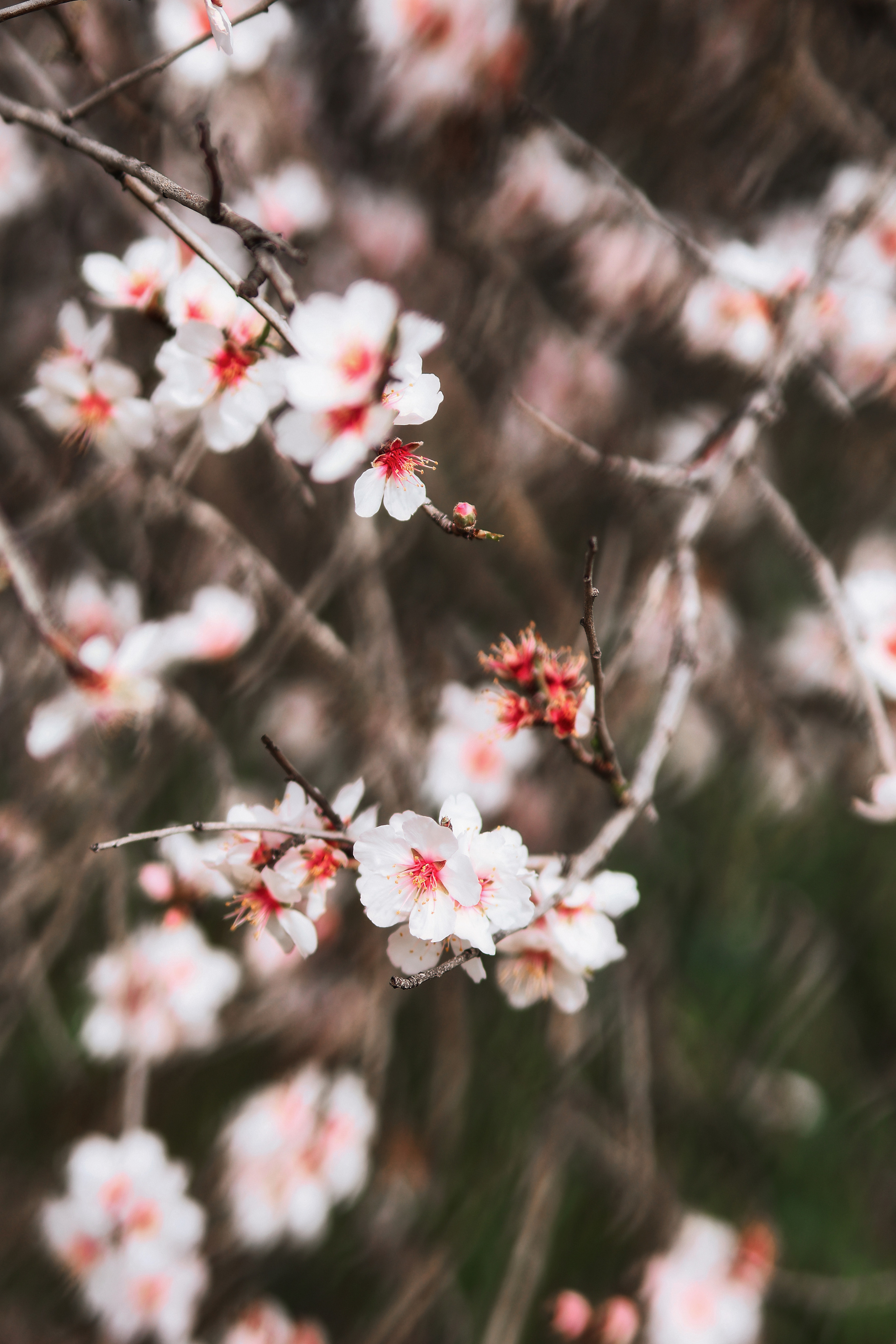 Индивидуальная фотосессия в Ларнаке. Март, 2023. Cyprus Vision. Фото и видео на Кипре — Айя-Напа, Протарас