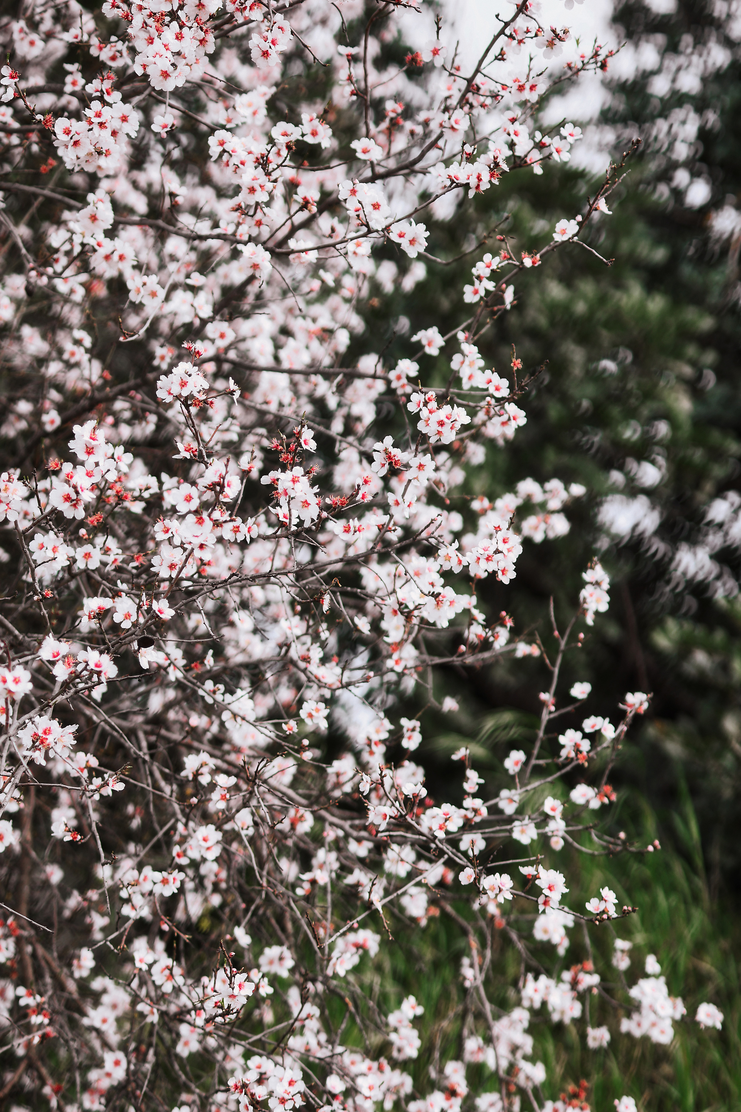 Индивидуальная фотосессия в Ларнаке. Март, 2023. Cyprus Vision. Фото и видео на Кипре — Айя-Напа, Протарас