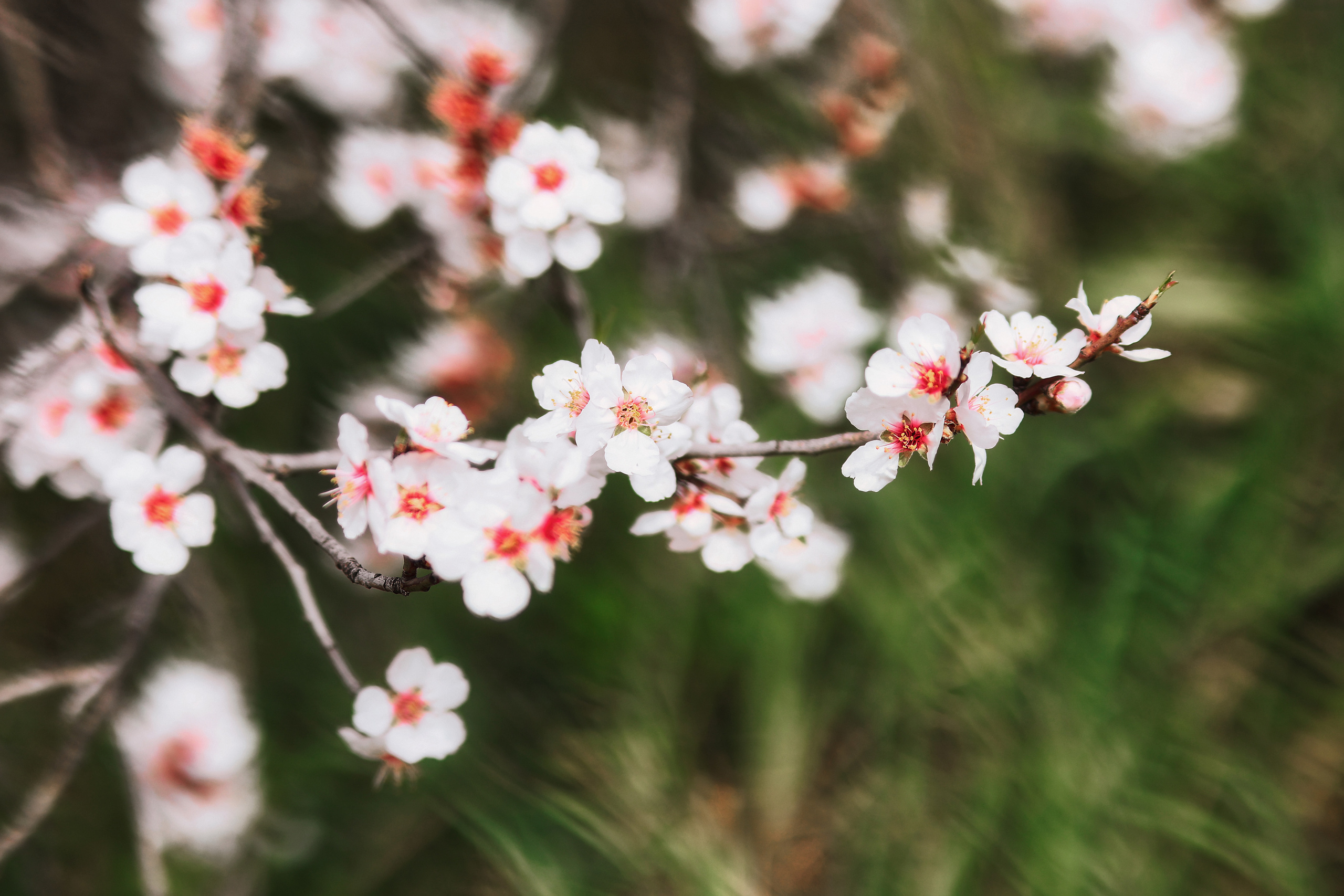 Индивидуальная фотосессия в Ларнаке. Март, 2023. Cyprus Vision. Фото и видео на Кипре — Айя-Напа, Протарас