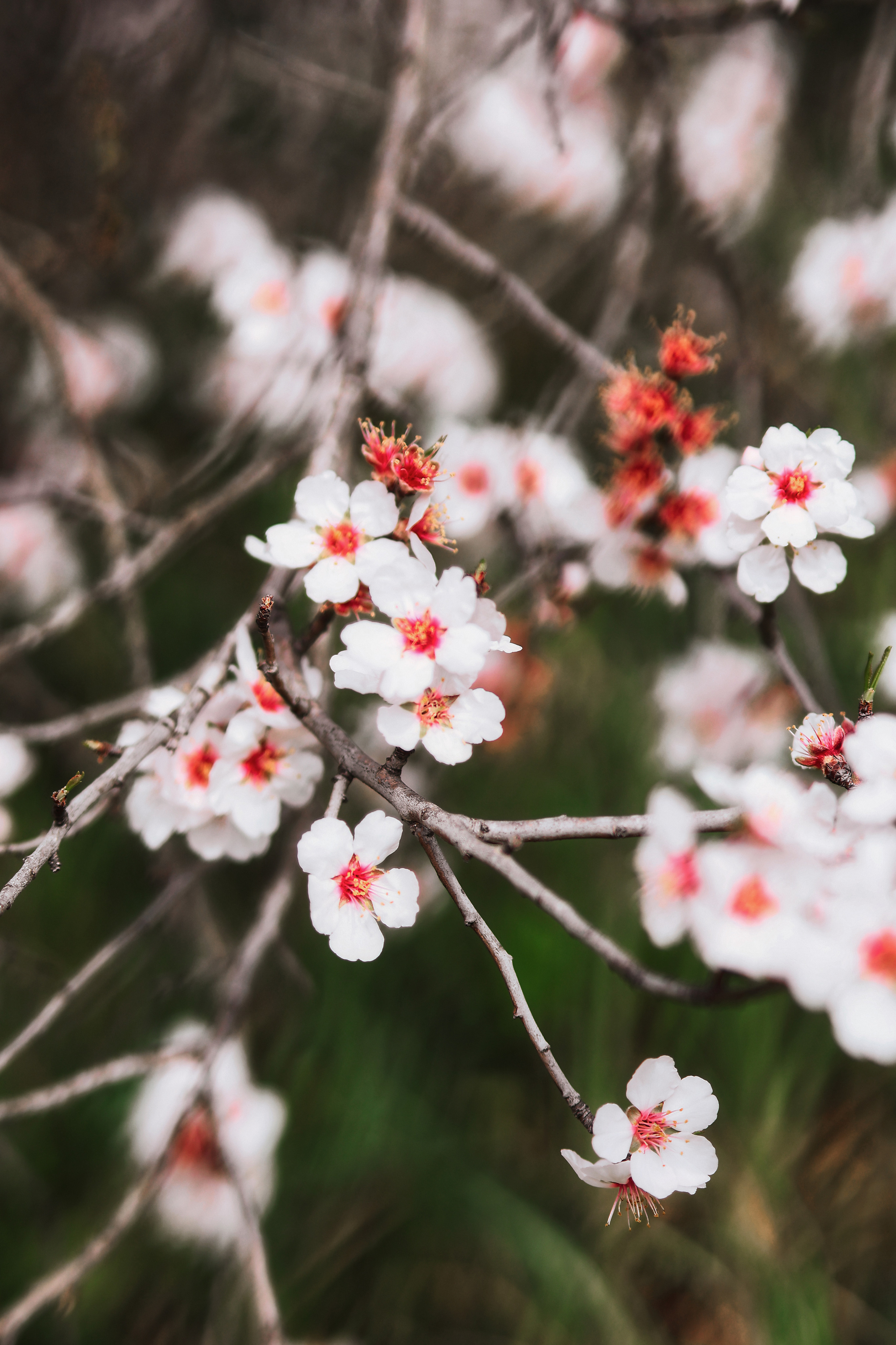 Индивидуальная фотосессия в Ларнаке. Март, 2023. Cyprus Vision. Фото и видео на Кипре — Айя-Напа, Протарас
