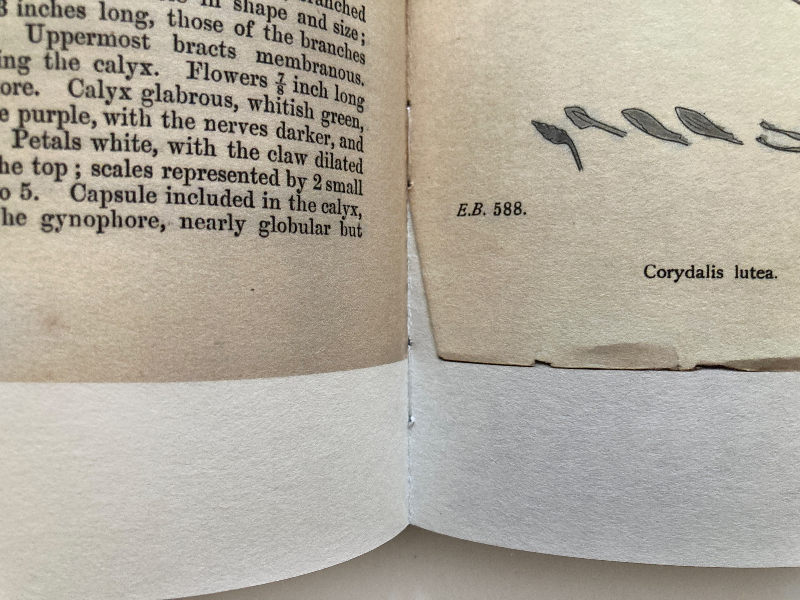 The Garden of Earthly Delights. Sveta Kaverina