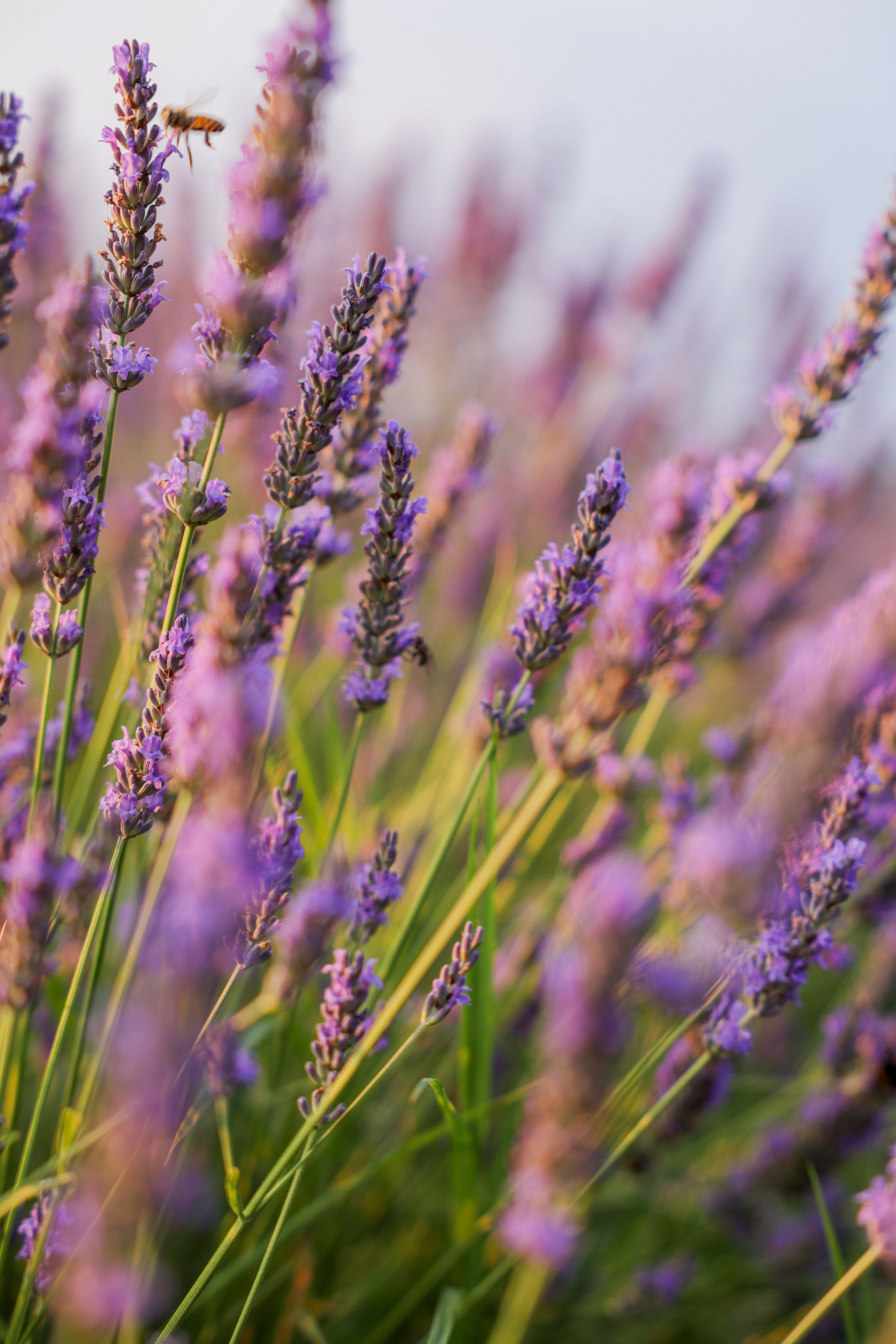 Lavanda. Photographer, Videomaker, Drone, Padova, Venice, Italy, Elena Radchenko