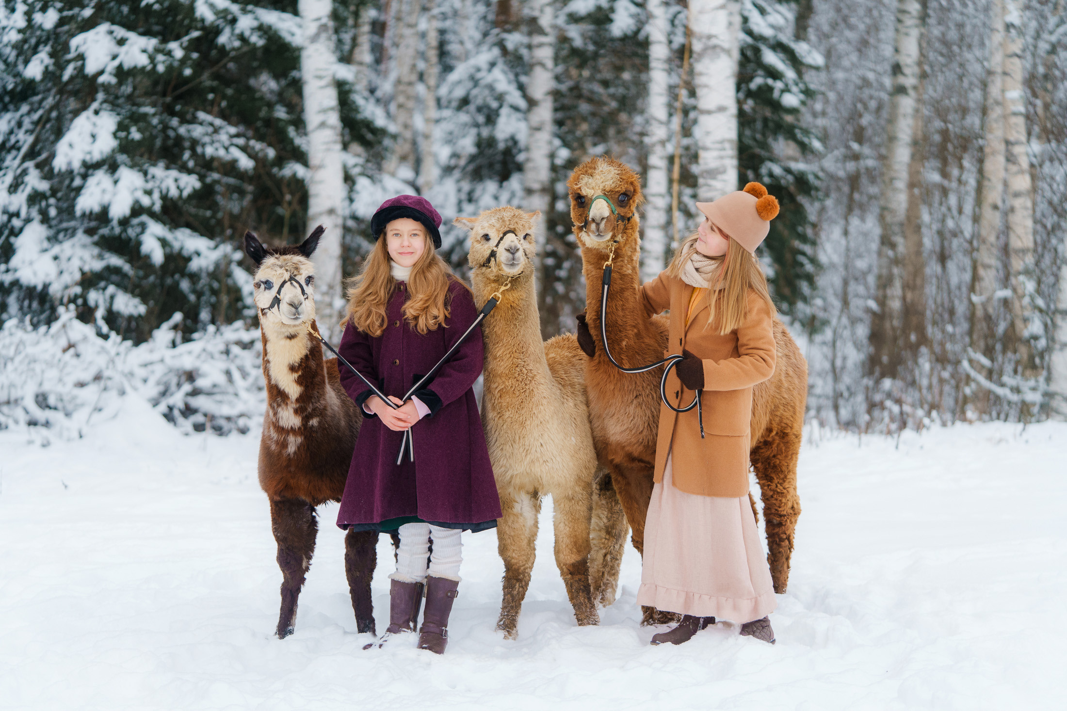 Lapsikuvaus alpakkatilalla