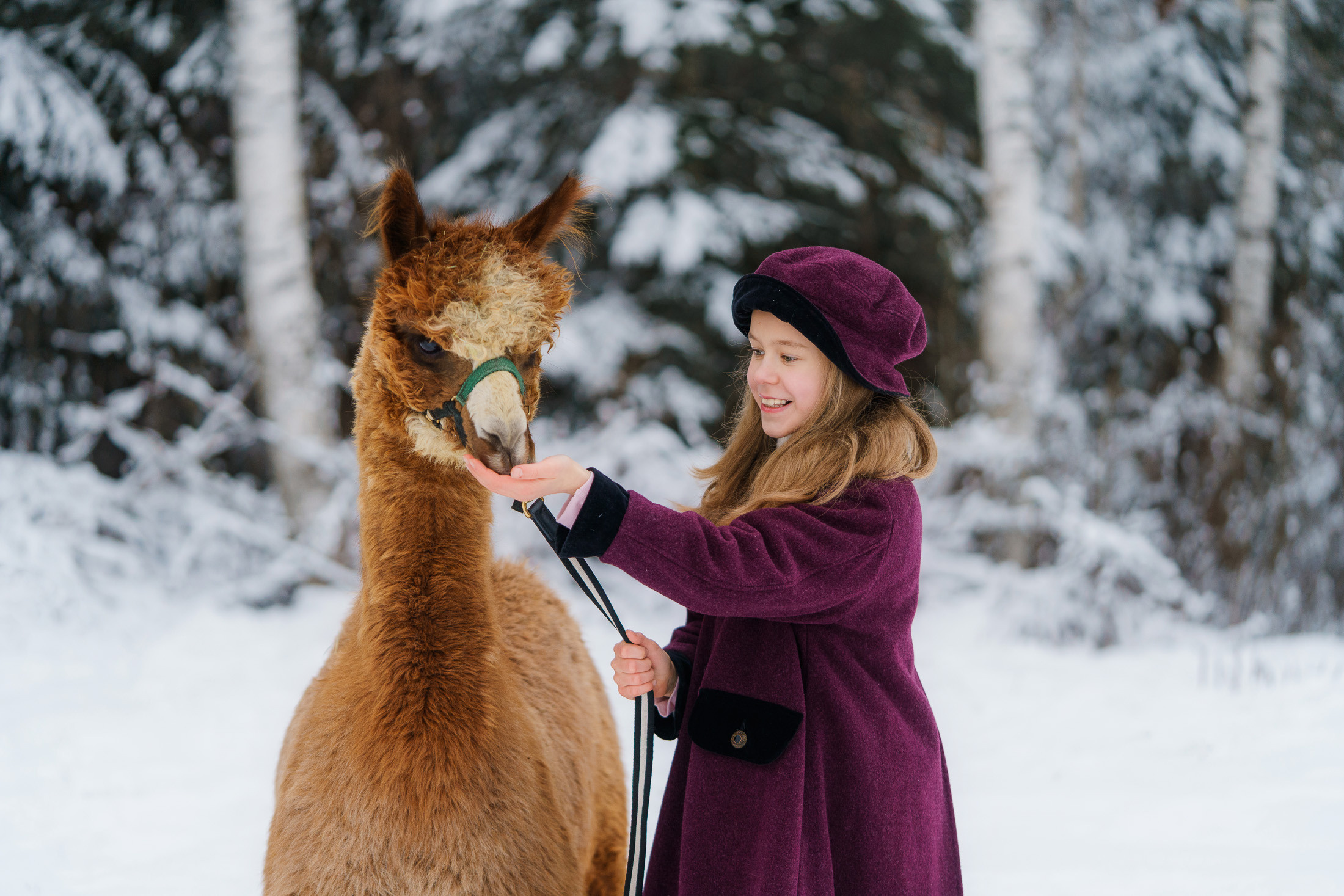 Lapsikuvaus alpakkatilalla